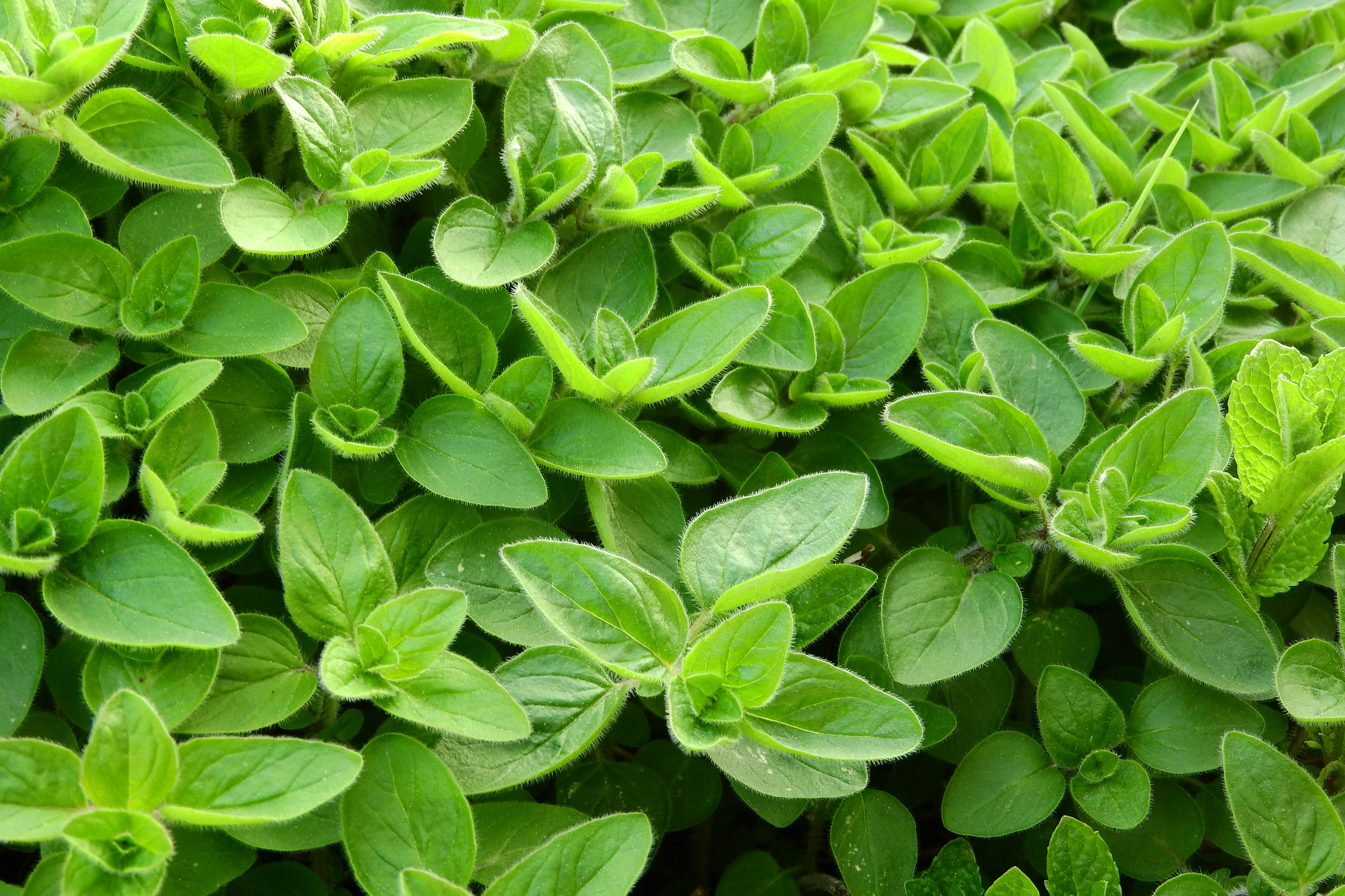 origanum majorana, leaves, beauty in nature, green Color, spices, directly above, green, plant, foliage, plant part, oval, leaf, close-up, backgrounds, HD Wallpaper
