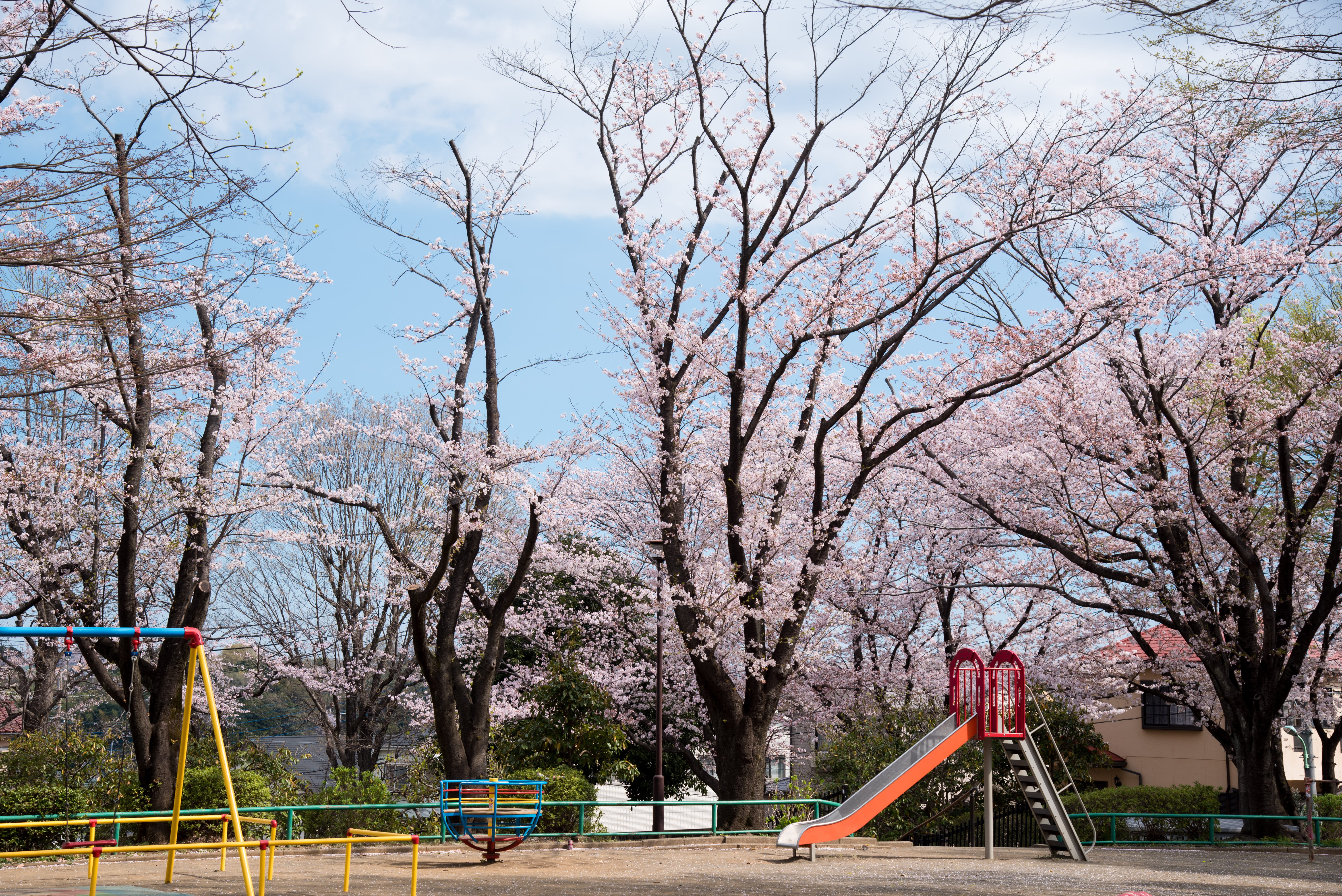 road, idyllic, slide - play equipment, landscape, springtime, tree branches, delicate, sakura, tranquil, cherry blossoms, empty, tree, growth, blooming, HD Wallpaper
