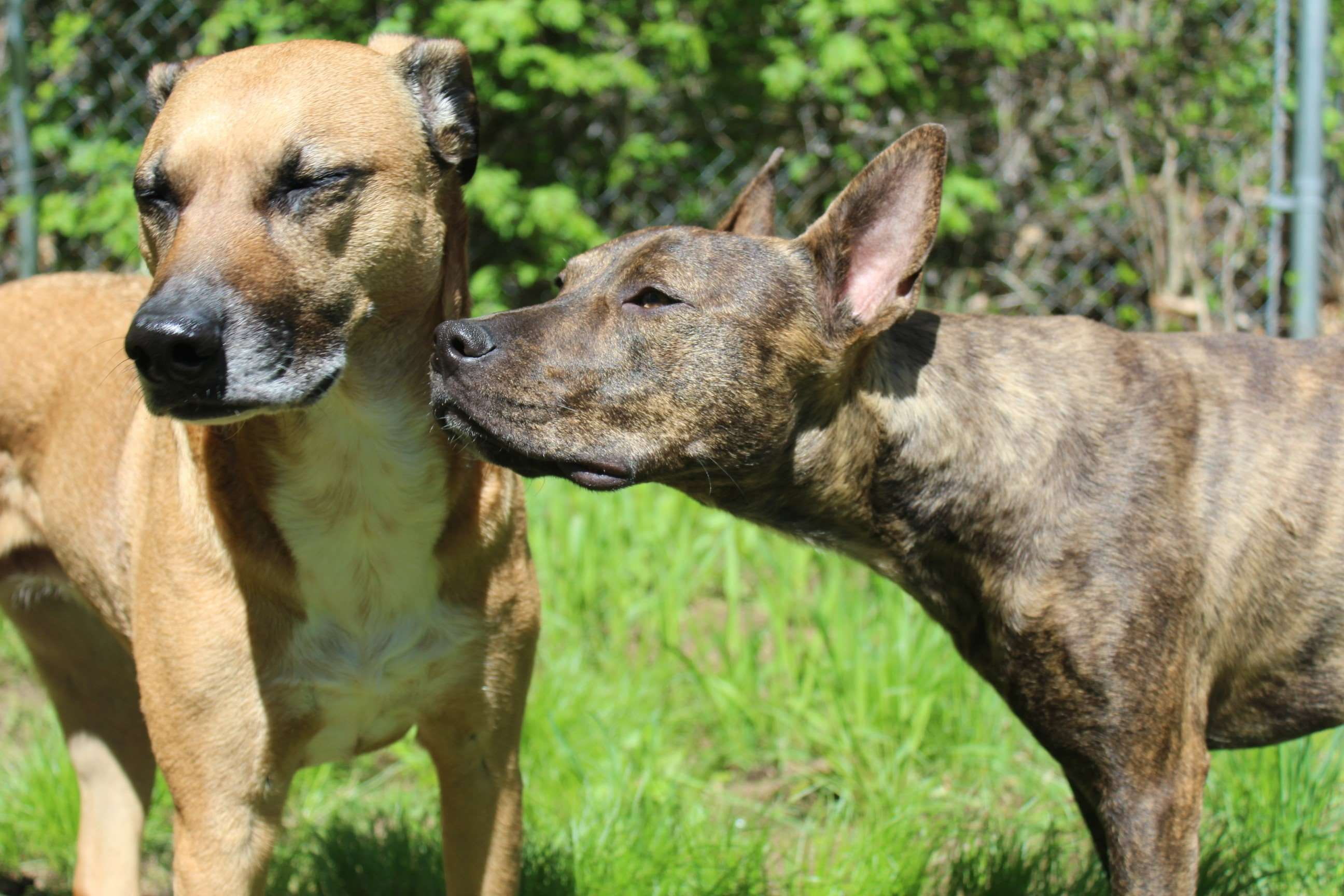 two animals, pittie, animal themes, focus on foreground, plant, vertebrate, black mouth cur, dog, day, nature, grass, outdoors, mammal, domestic animals, HD Wallpaper