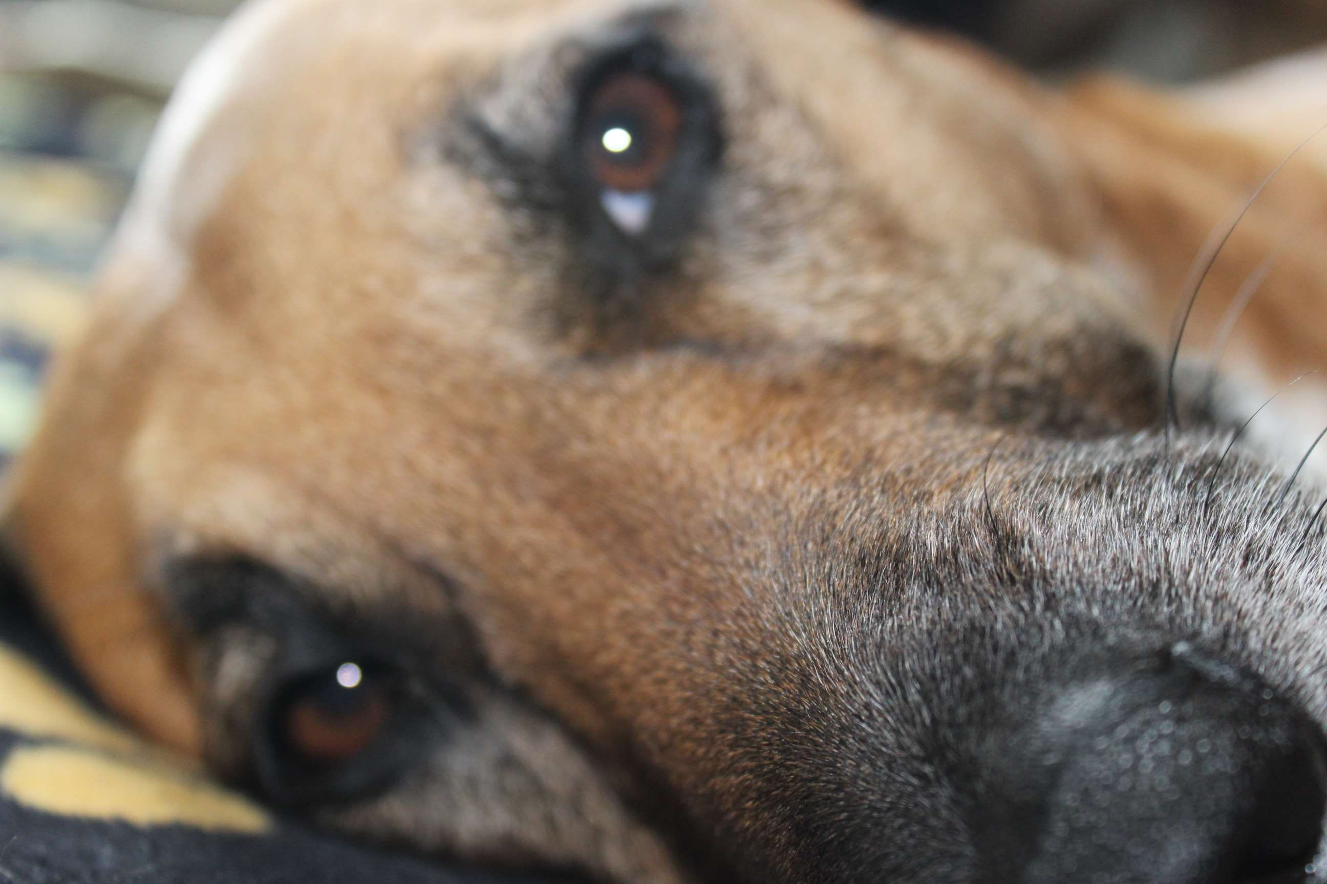 close up, one animal, domestic animals, animal themes, domestic, snout, looking at camera, pets, animal, 2K, animal nose, vertebrate, no people, dog, eye, HD Wallpaper