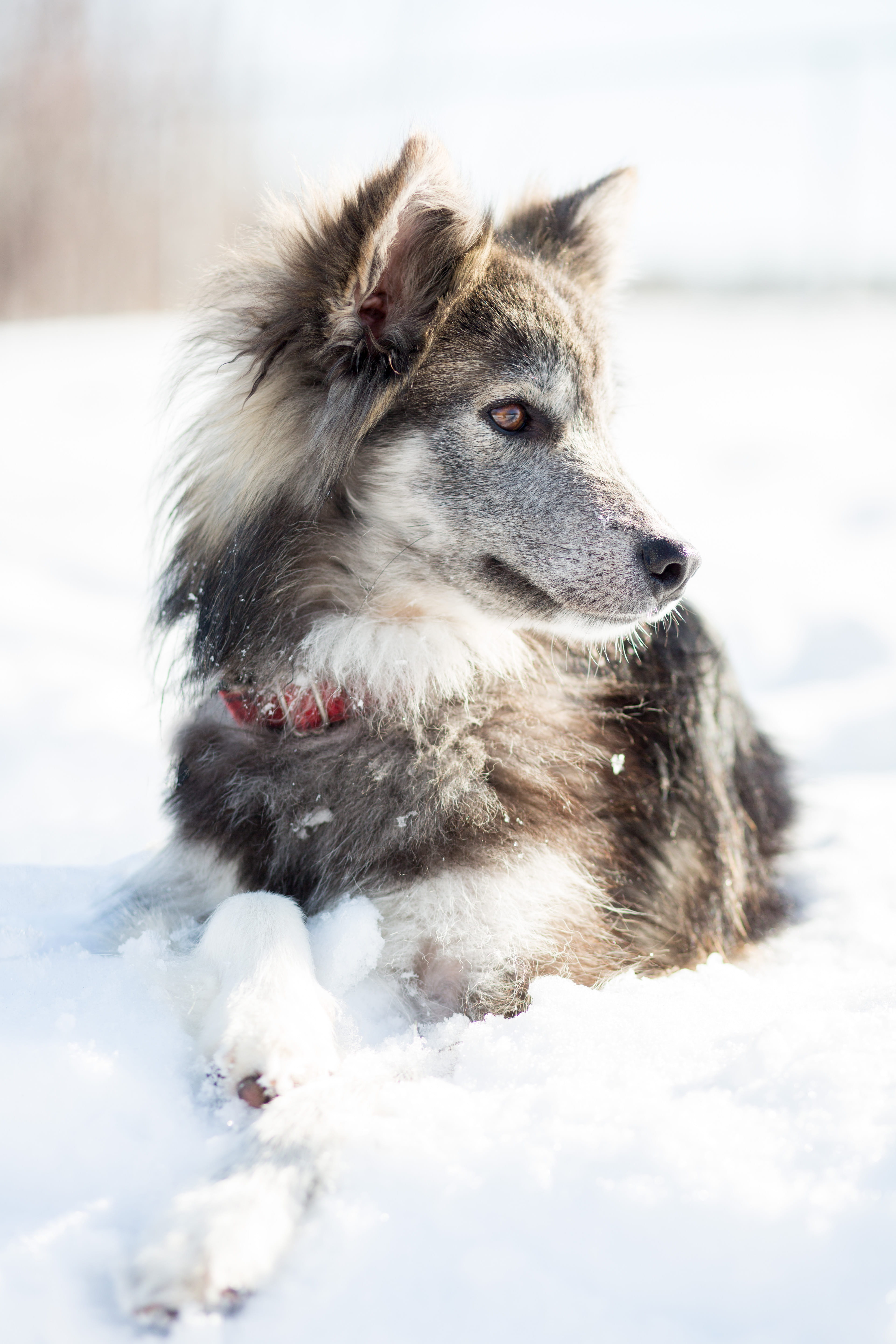mammal, one animal, domestic animals, sitting, friend, rescue dog, looking away, vertebrate, animal, dog, dog photography, outdoors, day, border collie, Phone HD Wallpaper