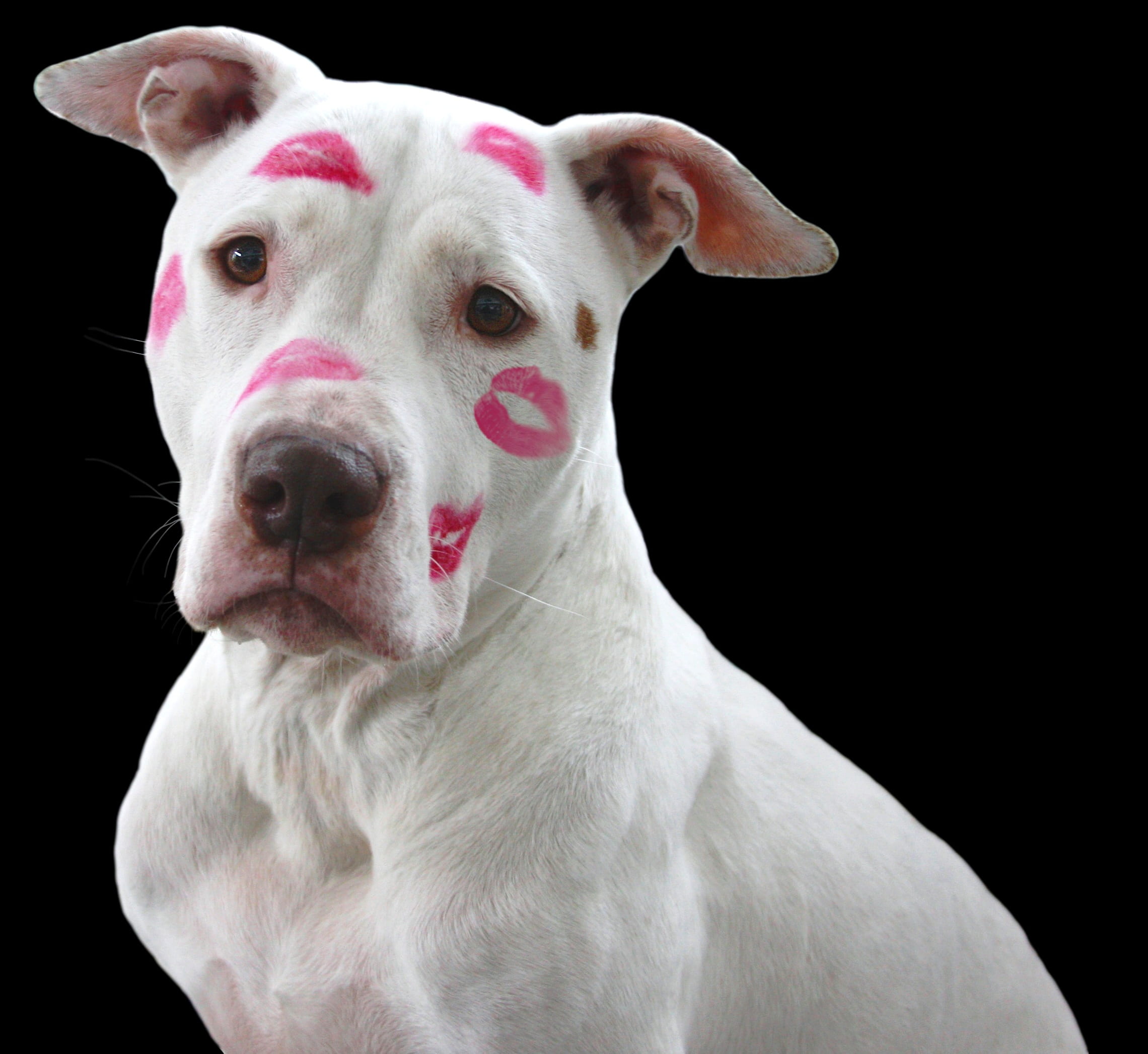 romance, valentine, shelter, adoption, kissing, love, pound, american pit bull terrier, portrait, mammal, looking, 1080P, black background, american, face, HD Wallpaper