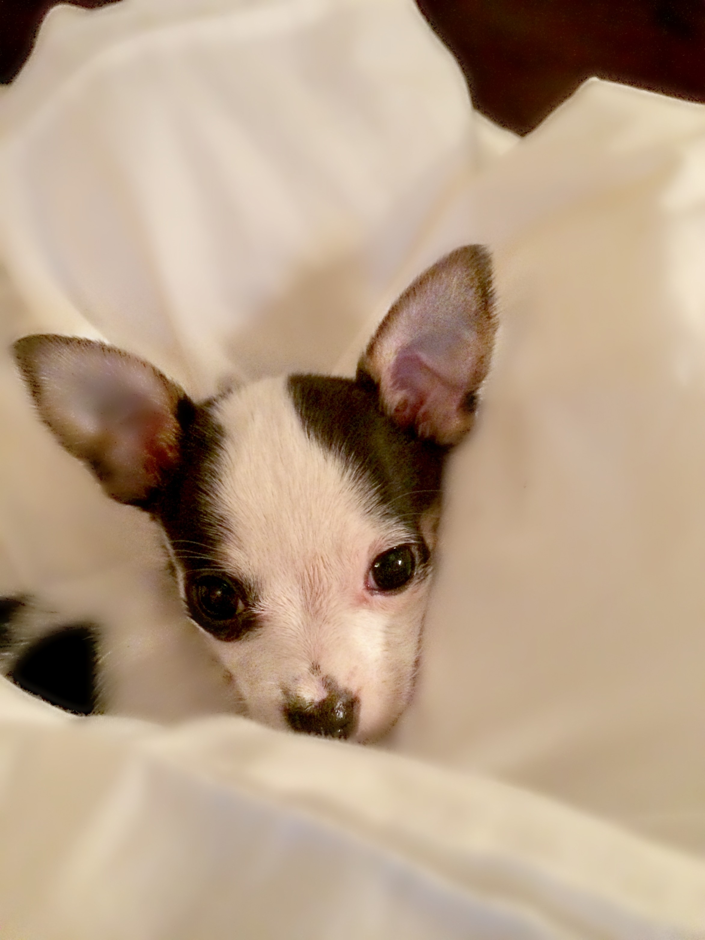 rescue, pets, dog, no people, happy, vertebrate, domestic, bed, one animal, stray, 2K, animal body part, small, mammal, portrait, close-up, canine, puppy, Phone HD Wallpaper