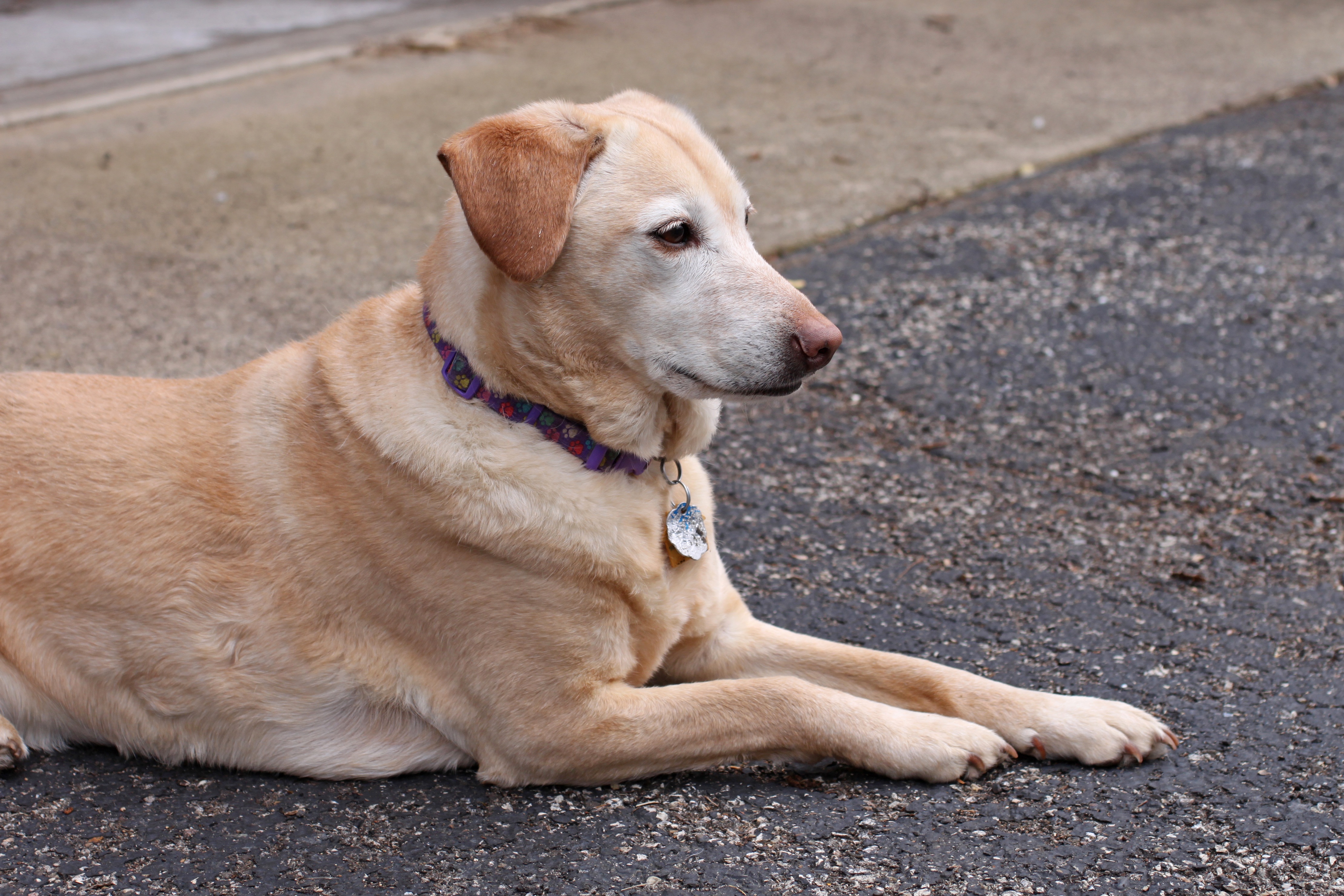 one animal, profile view, outdoors, pet collar, alert, road, vertebrate, canine, sitting, hybrid, rescue, relaxation, labrador, looking away, street, golden retriever, HD Wallpaper