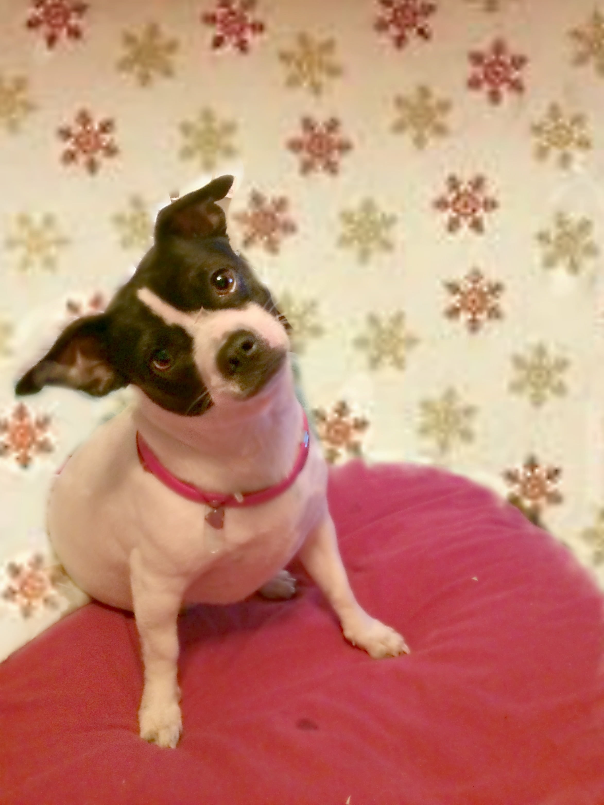 portrait, pet, looking, furniture, canine, floral pattern, sitting, vertebrate, rescue, 2K, mammal, dog, domestic animals, jack russell, pets, looking at camera, Phone HD Wallpaper