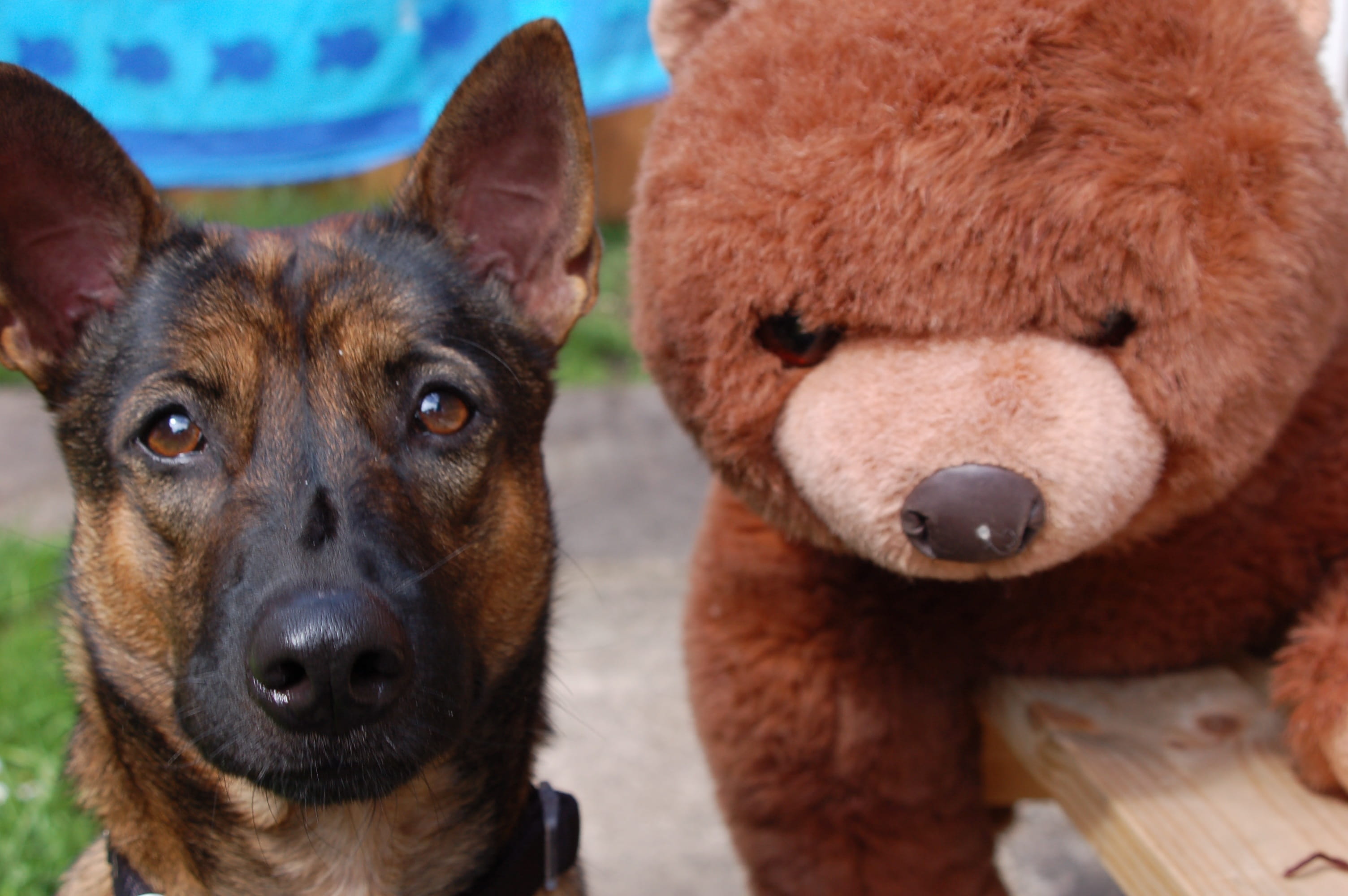 close-up, group of animals, rescue dog, animal nose, portrait, fur, 2K, two animals, fun, snout, Dog, animal, animal body part, Bear, plush, adorable, HD Wallpaper