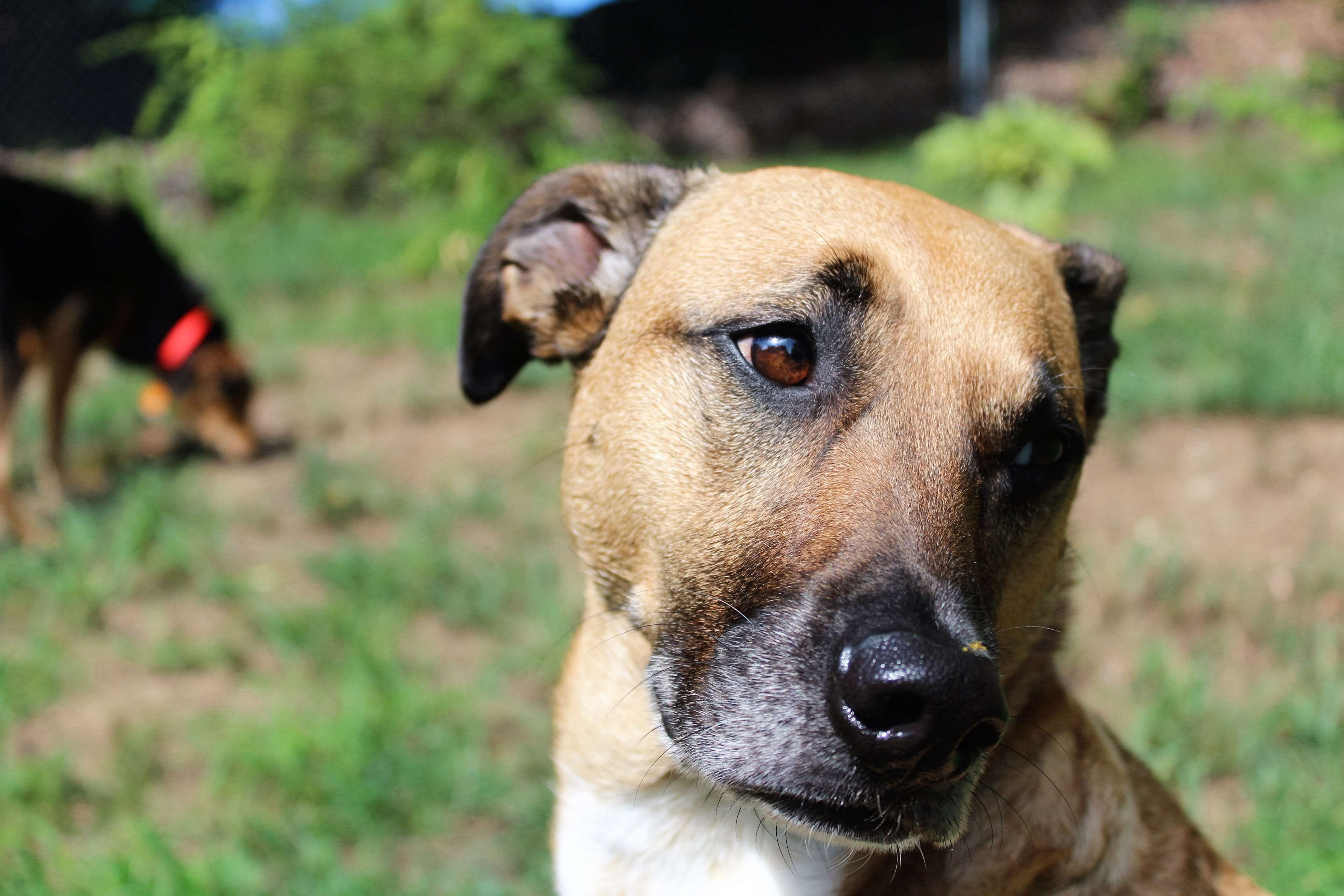 animal nose, canine, vertebrate, mammal, 4K, domestic, nature, day, face, dogs, animal body part, rescue dog, no people, focus on foreground, looking at camera, HD Wallpaper