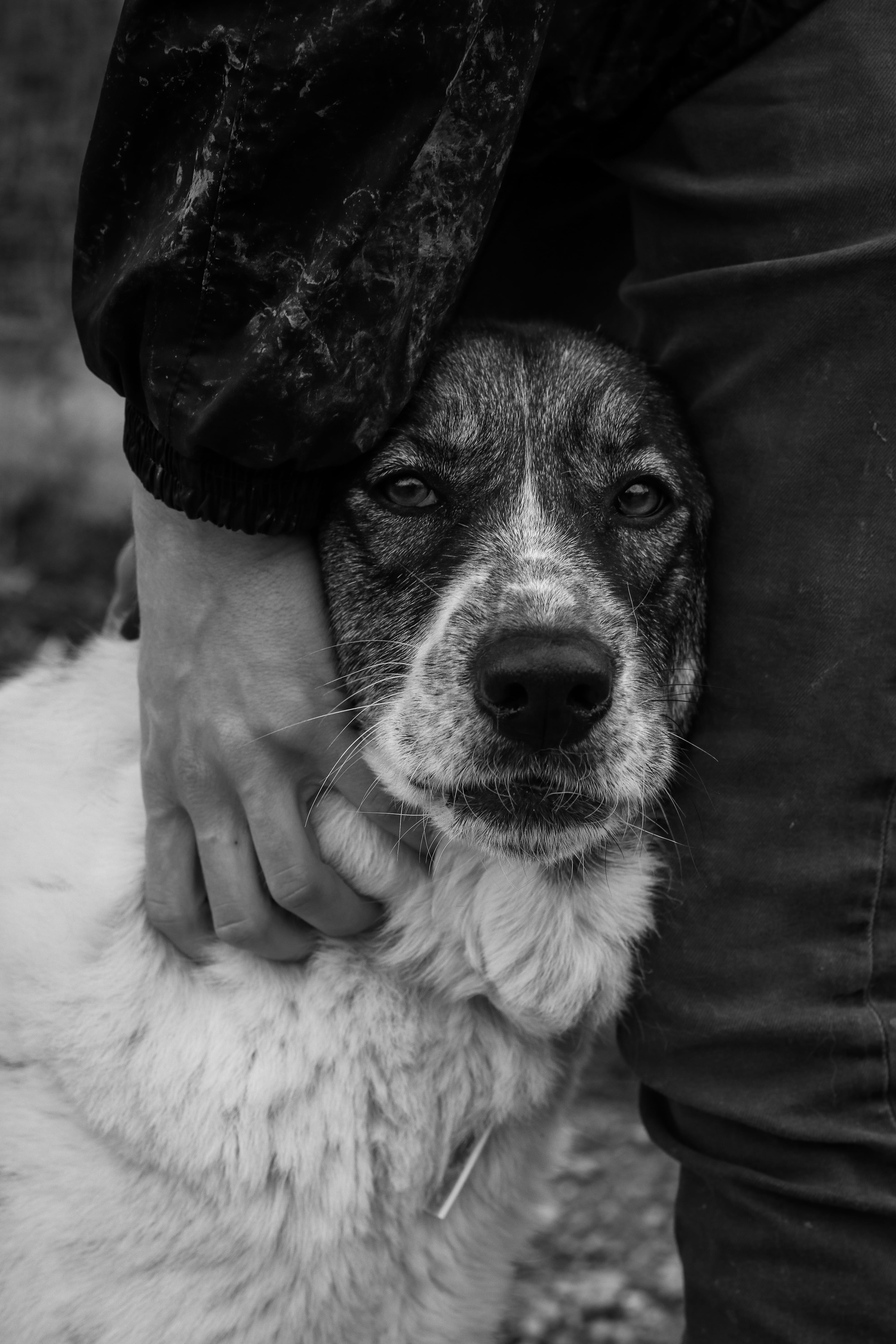 real people, pet, streetdog, dog, animalwelfaire, one animal, focus on foreground, adopt, vertebrate, close-up, animal, focus, rescue, greece, straßenhund, Phone HD Wallpaper