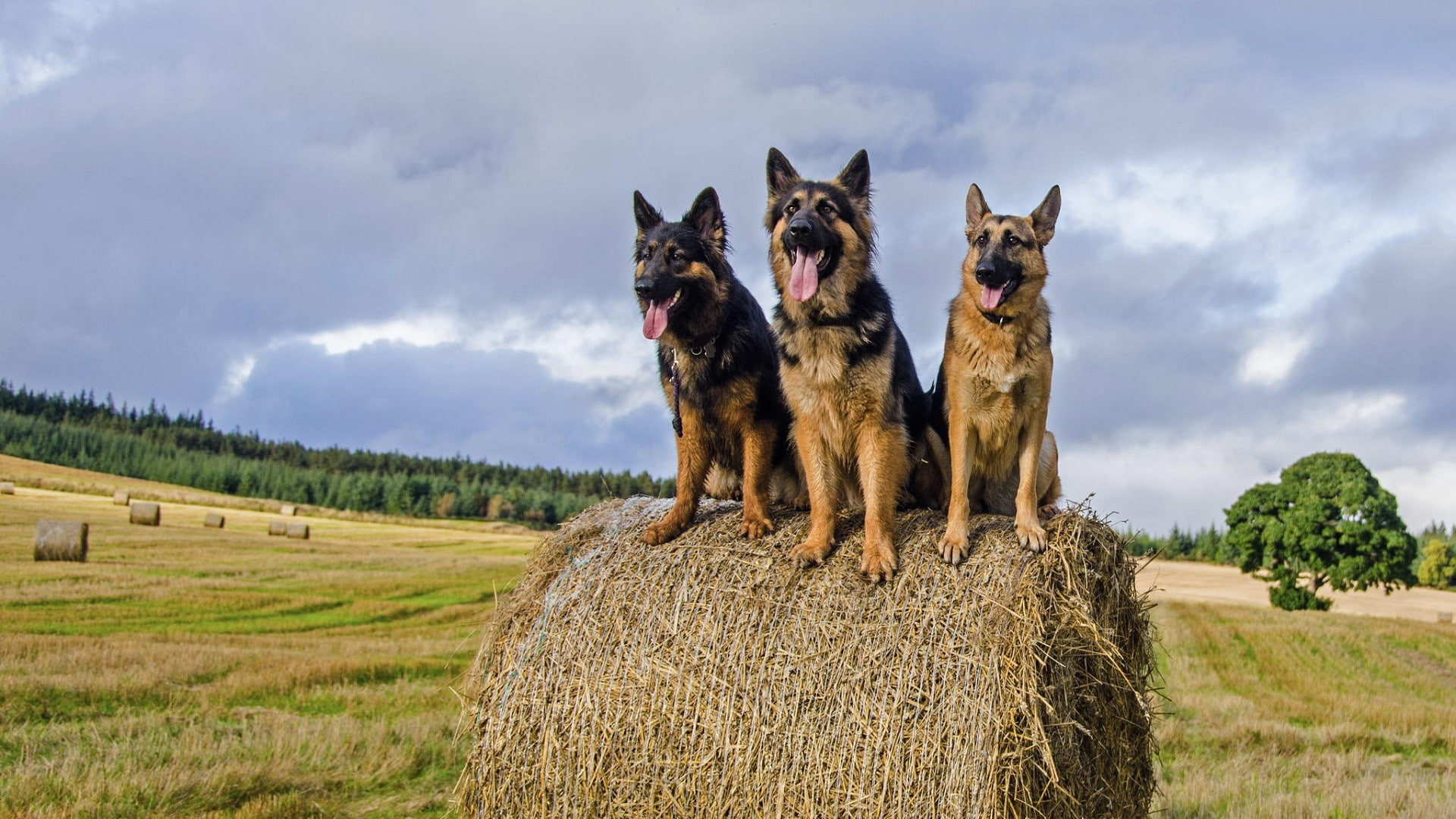 straw, german shepherd, dogs, field, german, shepherd, 1920x1080, 1080P, nature, HD Wallpaper