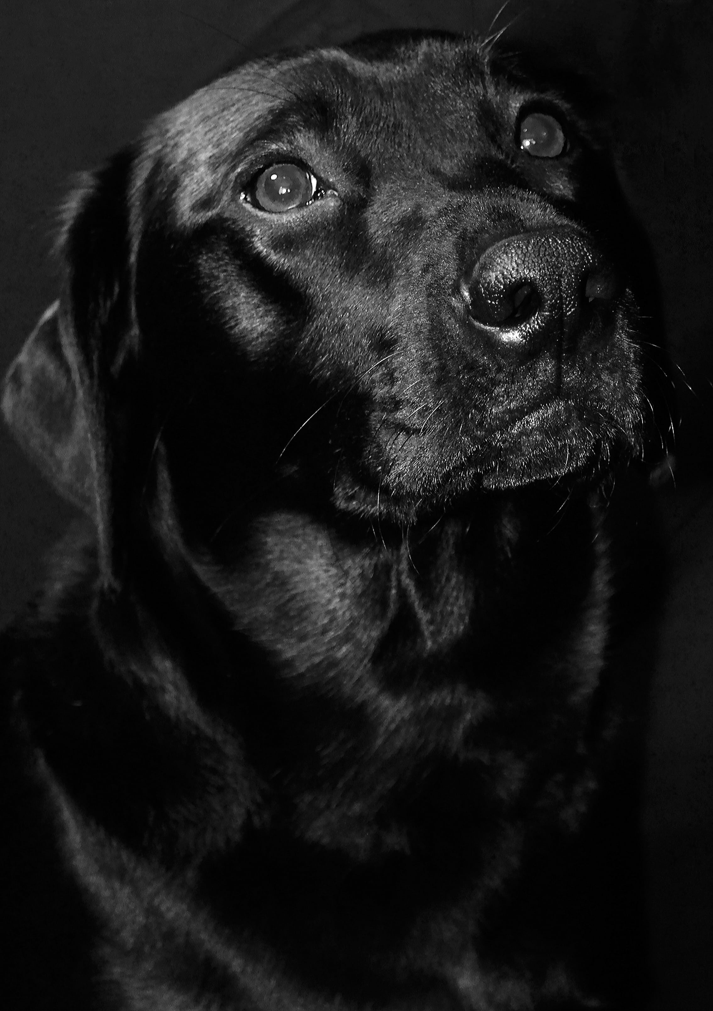 head, domestic animals, animal, one animal, vertebrate, adult, animal body part, lab, eyes, canine, mammal, pets, 2K, looking away, black color, studio shot, Phone HD Wallpaper