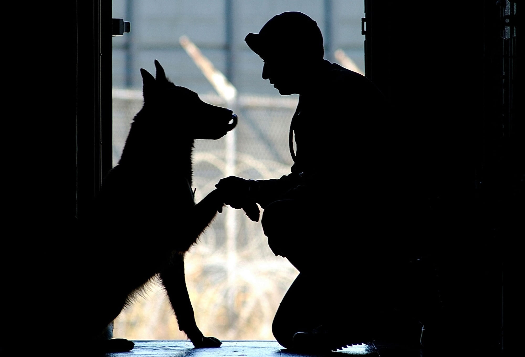 uniform, domestic, adult, real people, affection, lifestyles, pet owner, service, indoors, dog, domestic animals, silhouette, paw, one person, shake, bond, HD Wallpaper