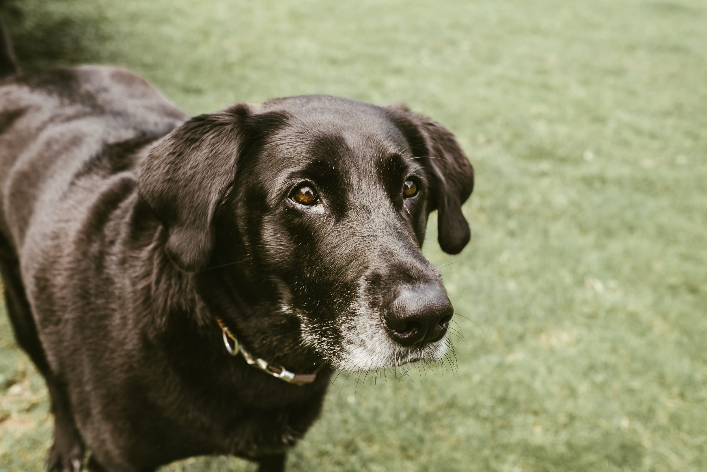 canine, black color, labrador, animal, retriever, labrador retriever, 1080P, captured, tanja heffner, family, land, one animal, pet, loyalty, fujifilm, HD Wallpaper
