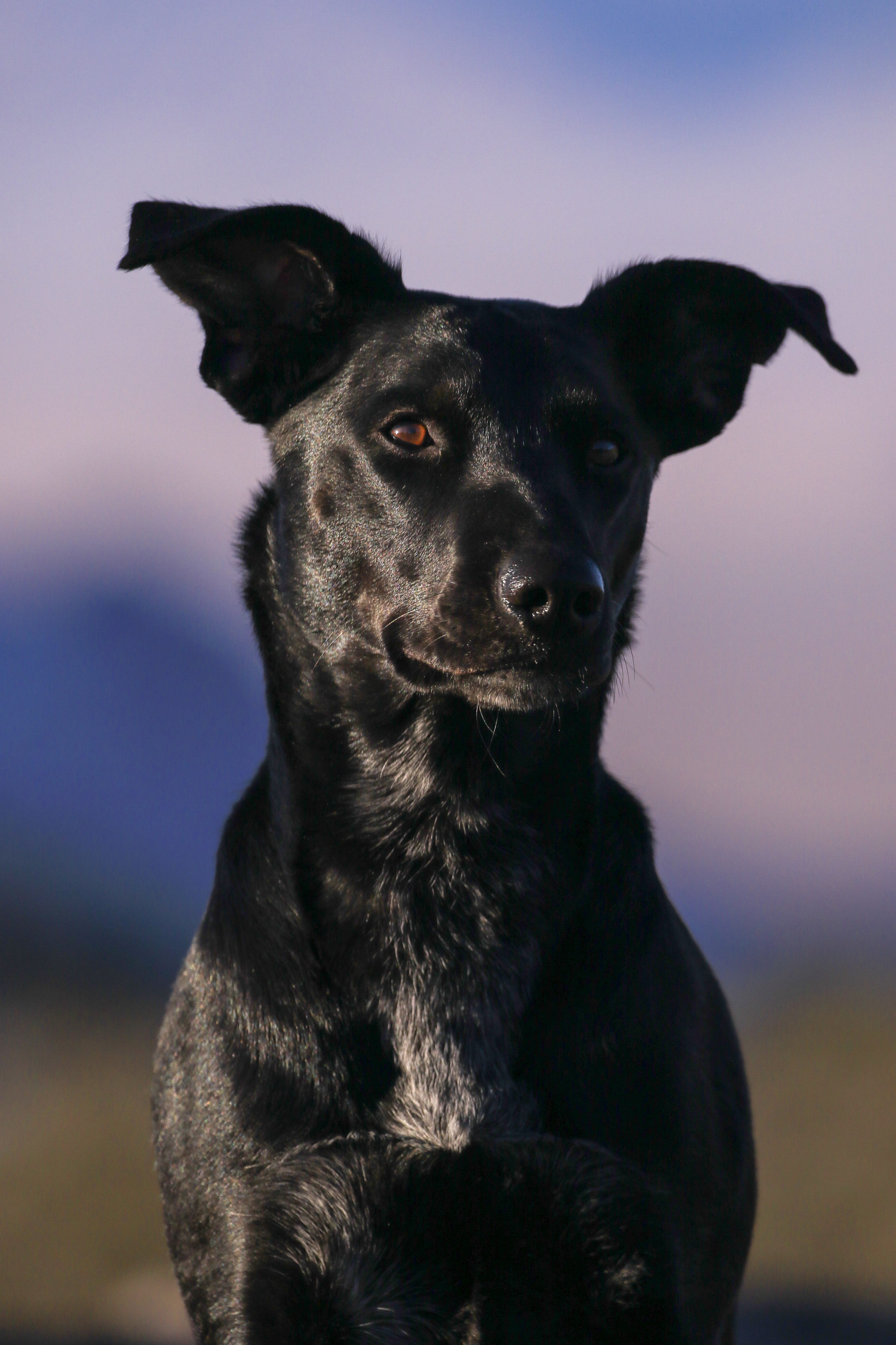 canine, domestic, looking at camera, mammal, labrador, 5K, portrait, black color, no people, pets, sky, coated, ear, one animal, nature, close-up, domestic animals, Phone HD Wallpaper