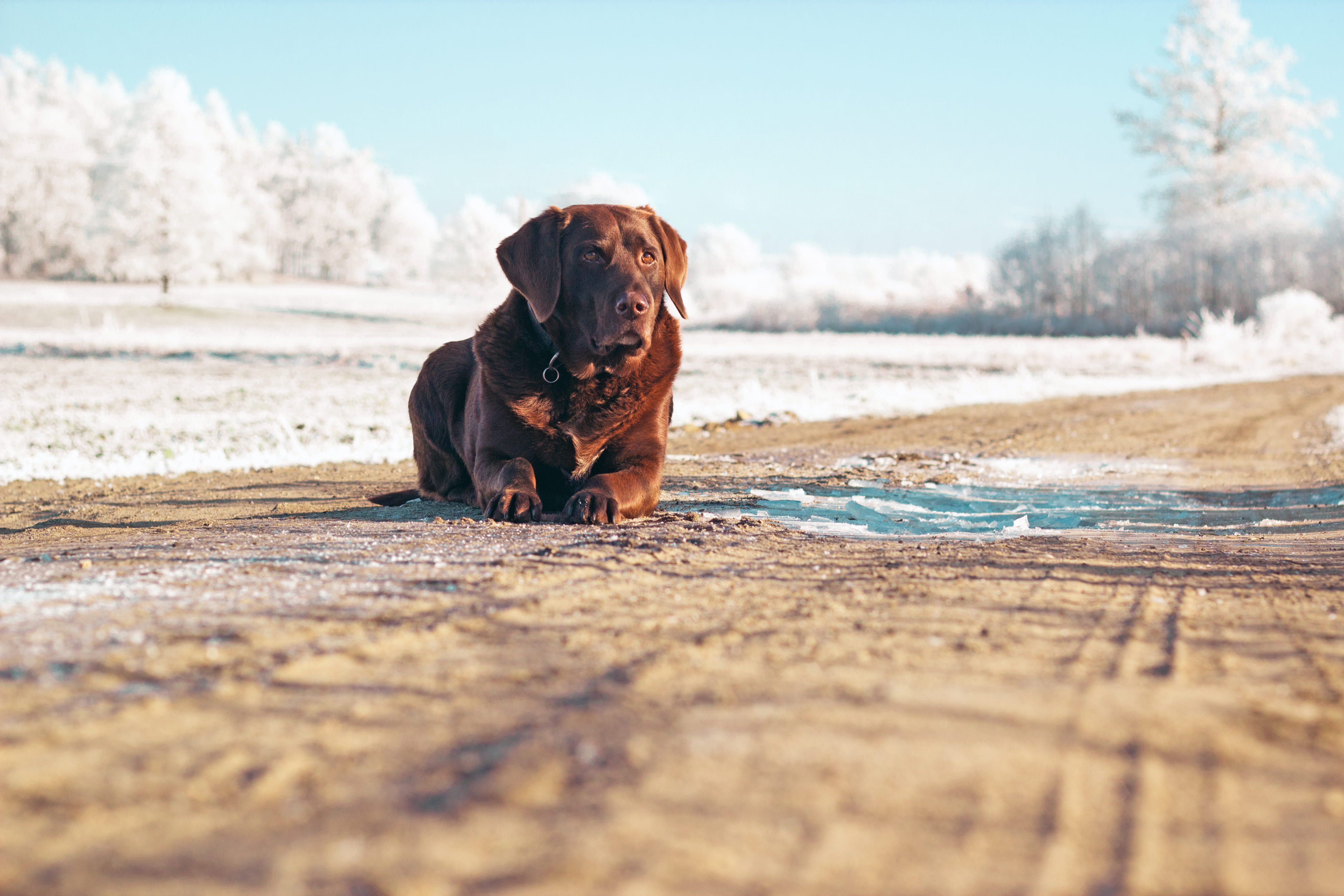 mammal, animal themes, snow, 5K, dog, one animal, vertebrate, fur, dirt, portrait, domestic animals, day, creature, sitting, no people, sit, daytime, nature, HD Wallpaper