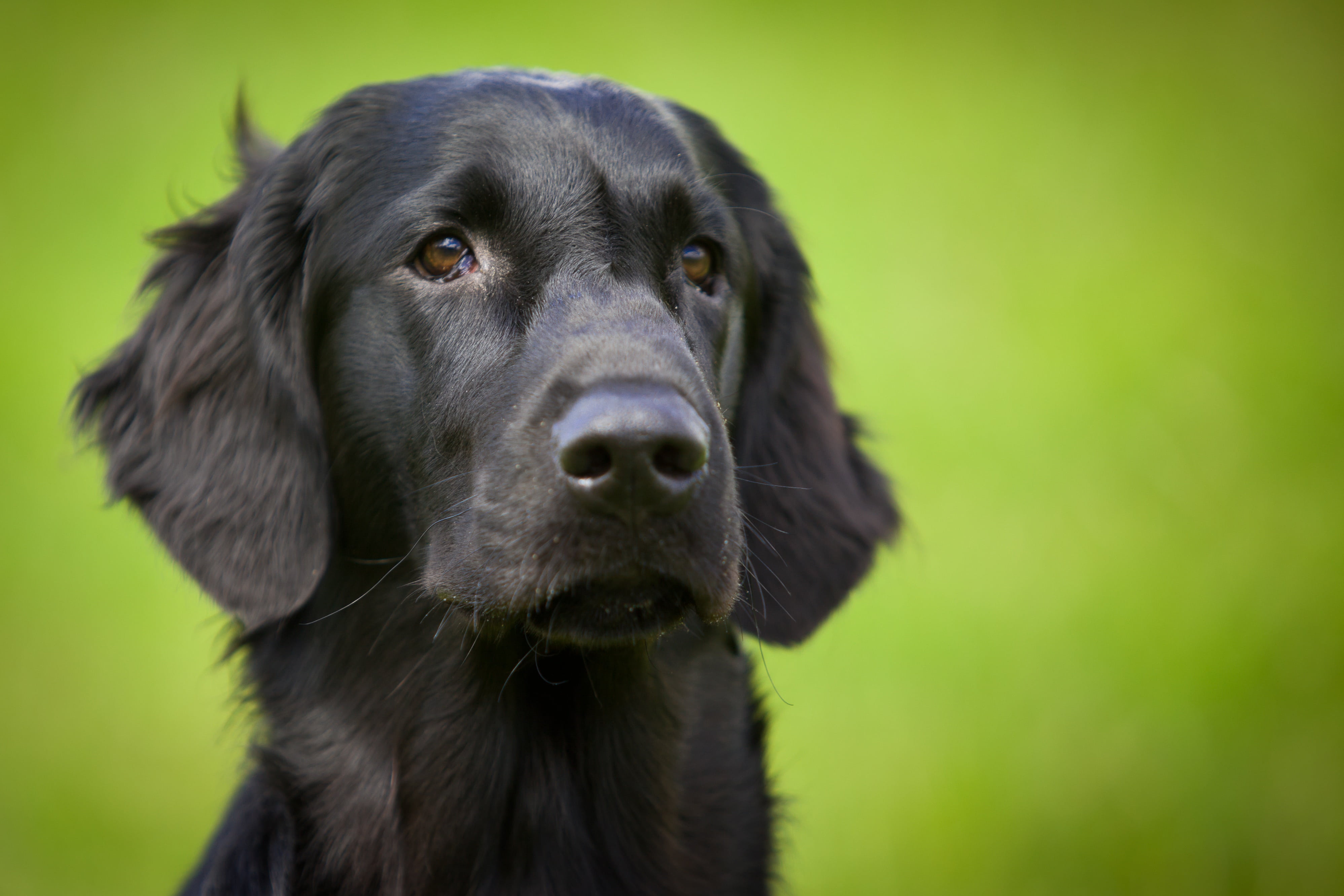 domestic, animal, dog, 4K, portrait, labrador, pets, mammal, puppy, view, purebred Dog, fur, labrador retriever, looking at camera, animal portrait, one animal, HD Wallpaper