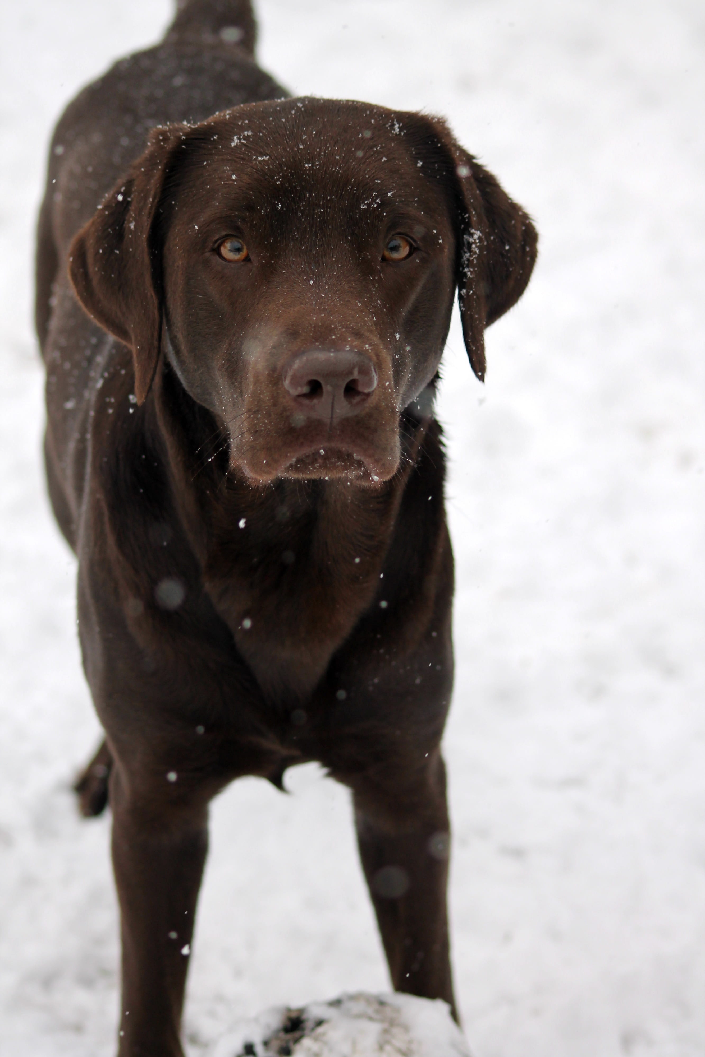 friend, young, pet, snowing, day, snow, standing, outdoors, cold temperature, labrador, animal themes, canine, brown, vertebrate, playful, domestic animals, Phone HD Wallpaper