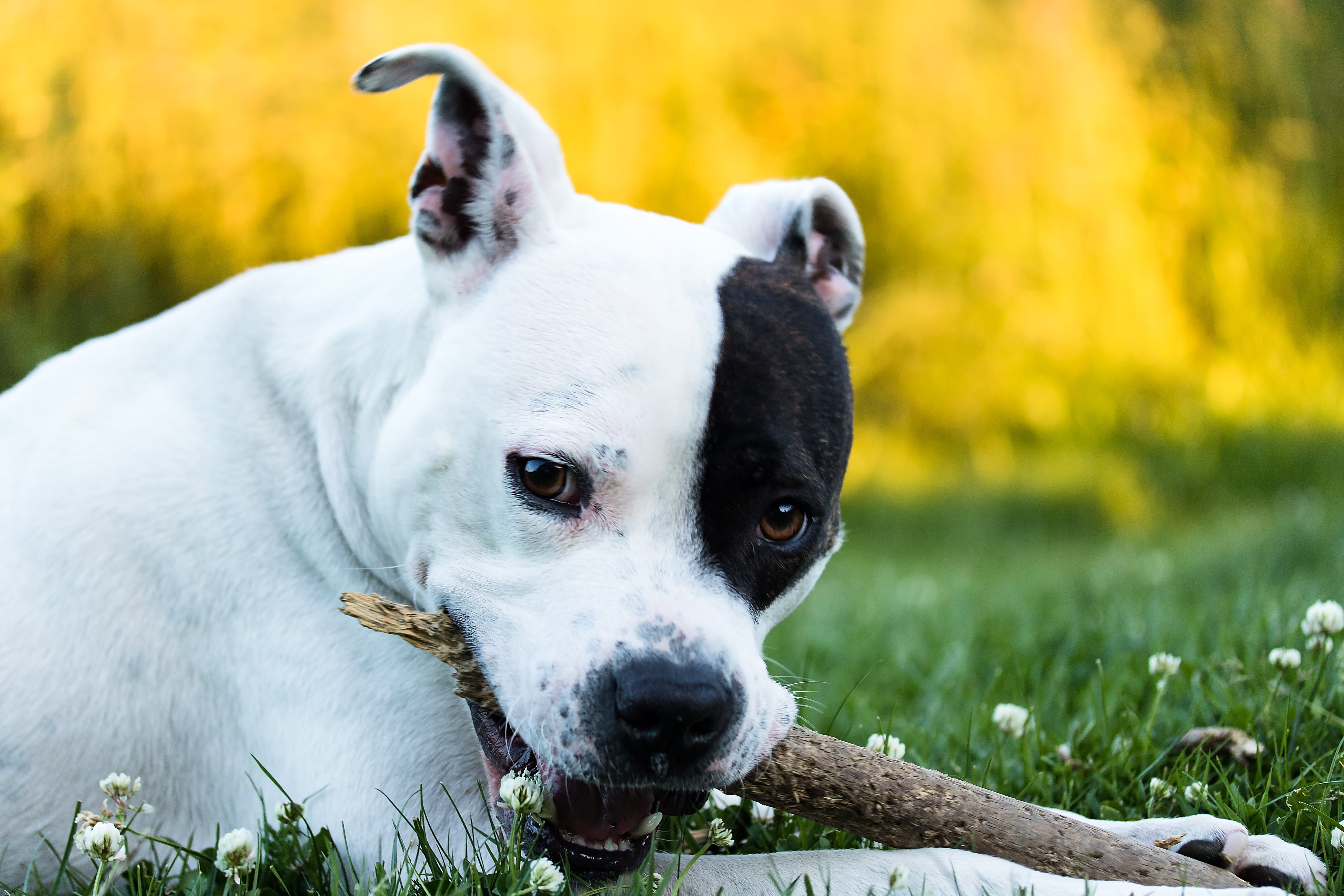 jack russell terrier, animal, coated, American, white color, black, curious, mammal, focus on foreground, dog look, brindle, short, floor bite, summer, HD Wallpaper