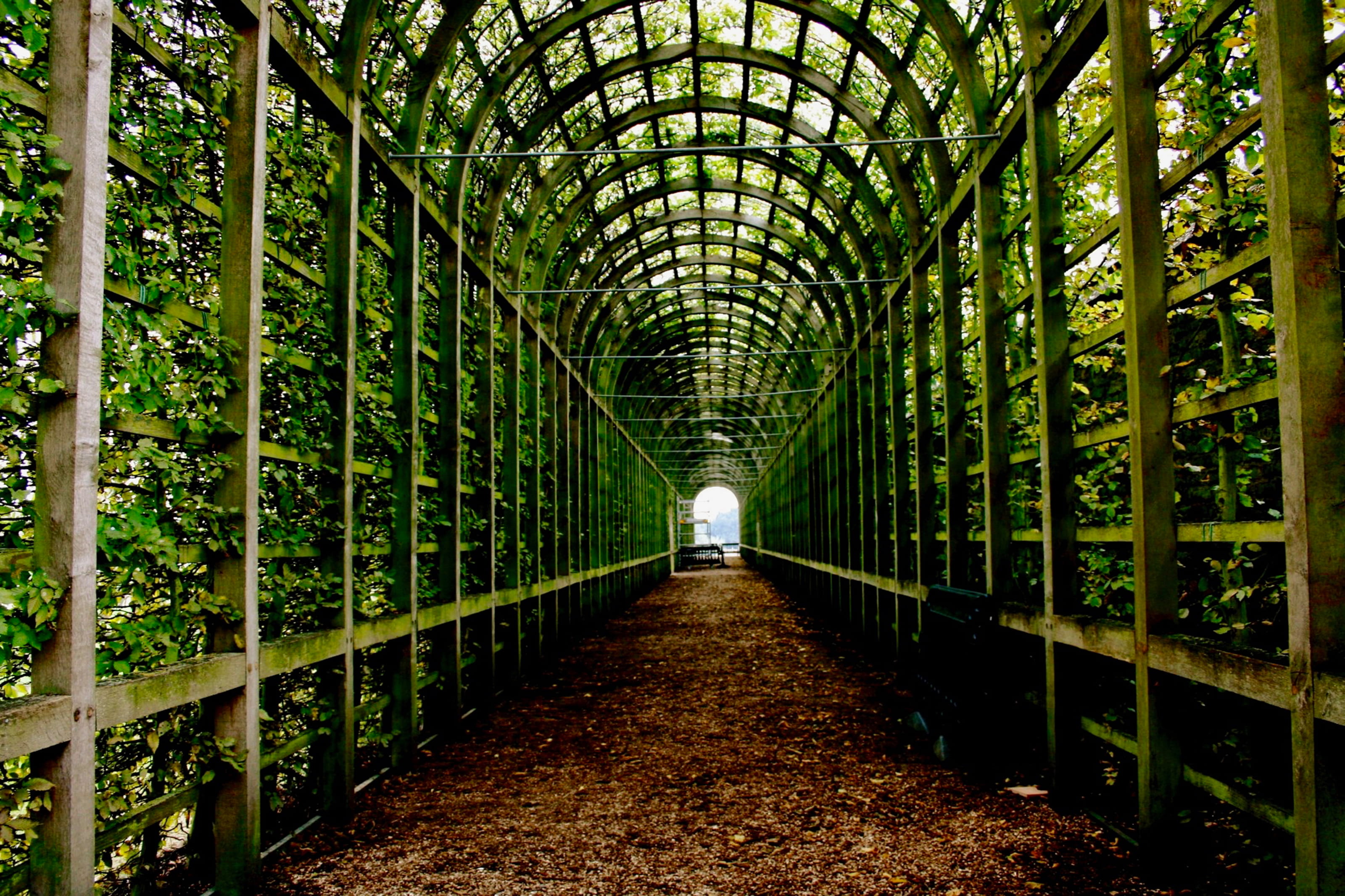 direction, plant, no people, united kingdom, green color, land, connection, footpath, built structure, east molesey, hampton court, trellis, arbor, metal, HD Wallpaper
