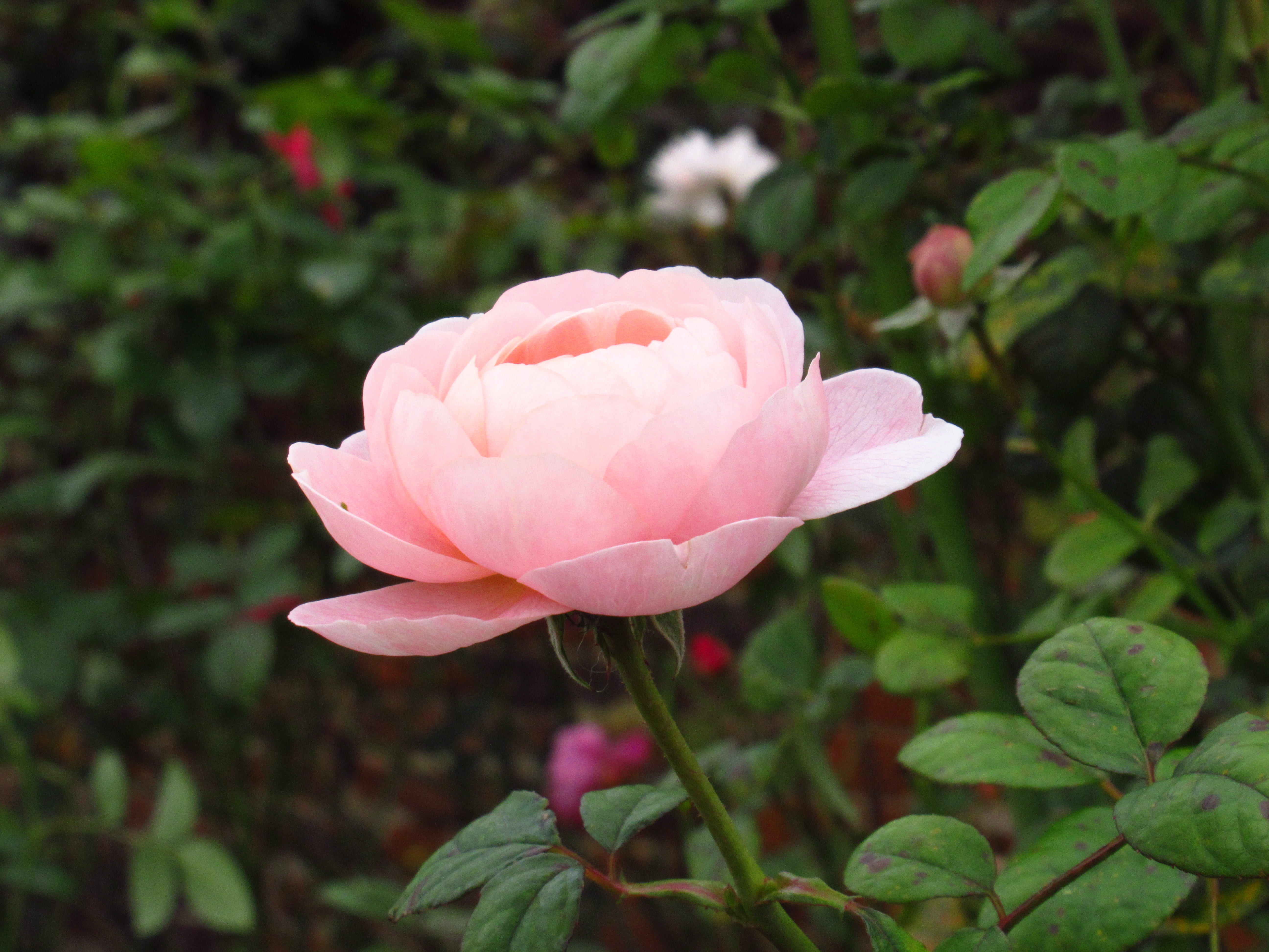 nature, focus on foreground, fragility, close-up, rose - flower, floral, flowering plant, hampton court, plant part, rose, pink, growth, freshness, london, HD Wallpaper