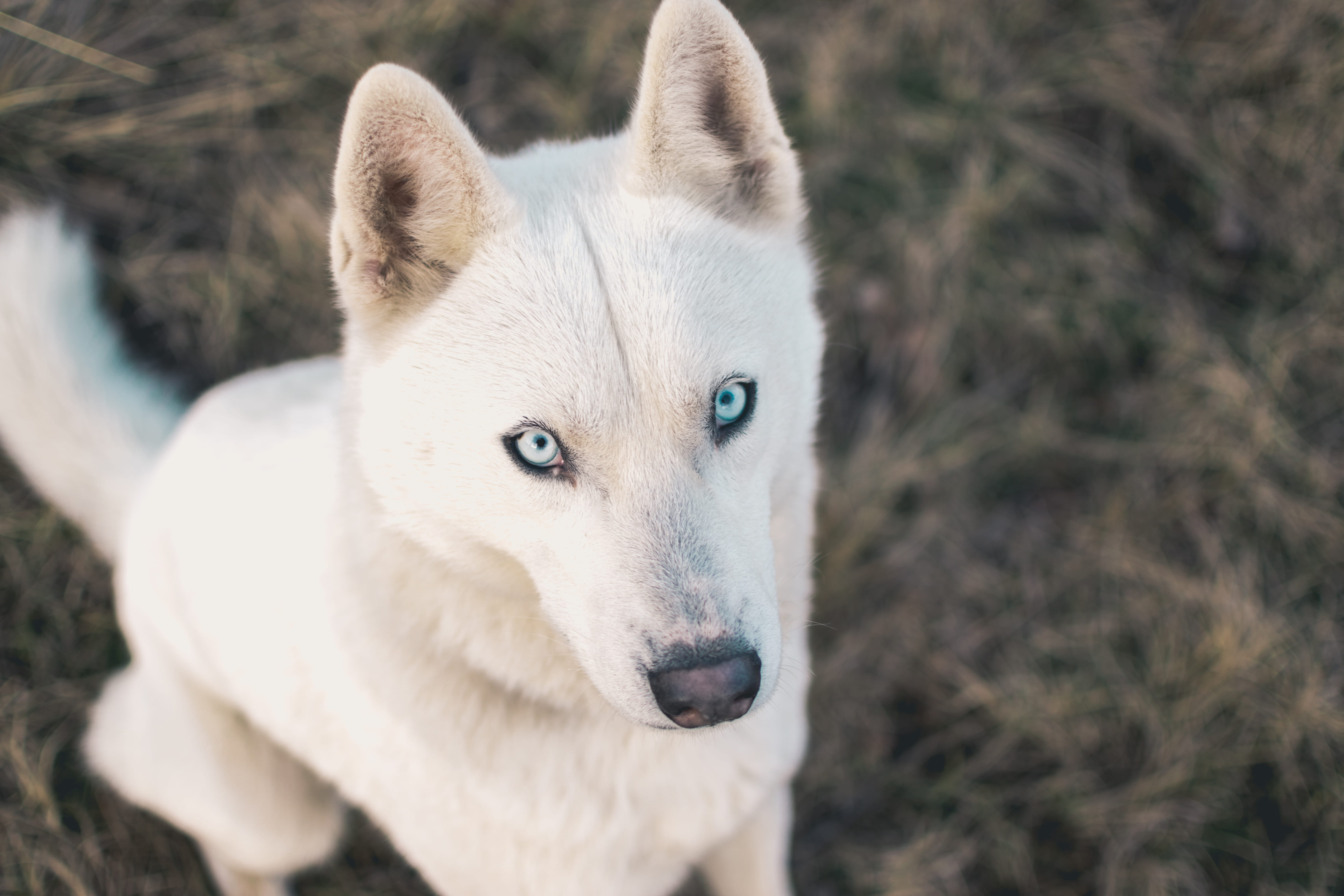 pet, nature, animal, looking, animals in the wild, looking at camera, wolf, outdoors, mammal, one animal, domestic, husky, no people, german, dog, animal wildlife, HD Wallpaper