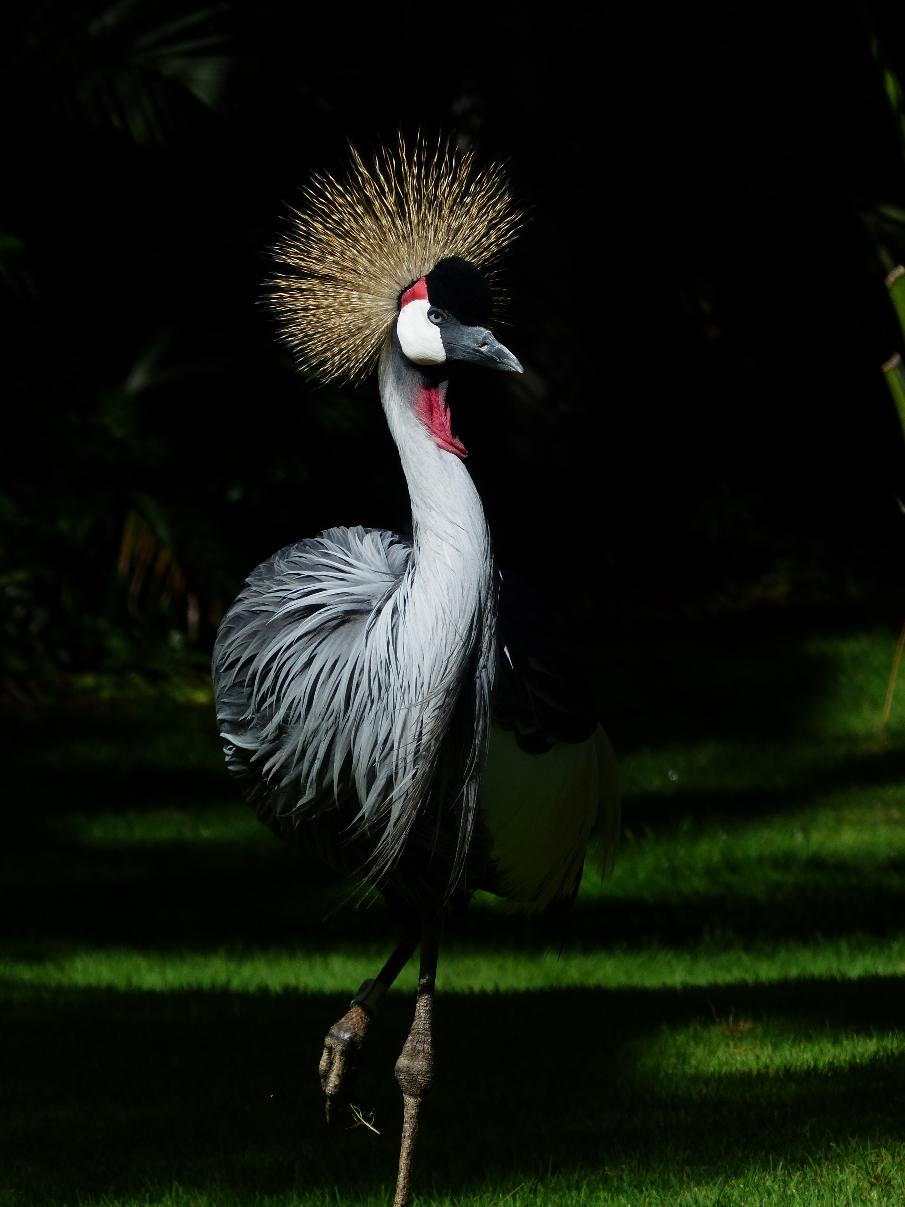 tufts of hair, vertebrate, no people, shadow, standing out, crane, selective, field, gruidae, balearica regulorum, nature, south africa grey crowned crane, Phone HD Wallpaper