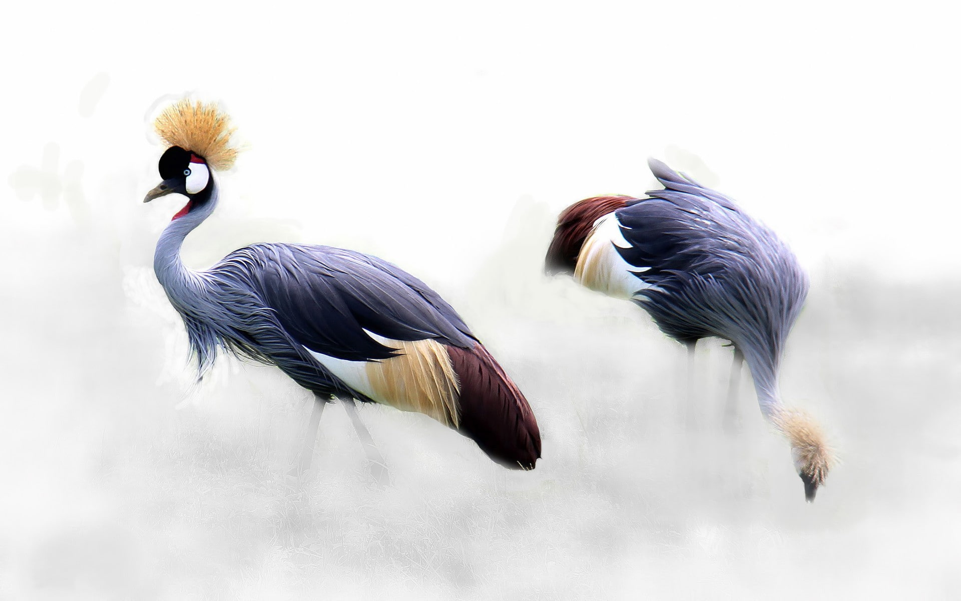 Birds, Animal, 1080P, Grey crowned crane, Crane, Bird, HD Wallpaper