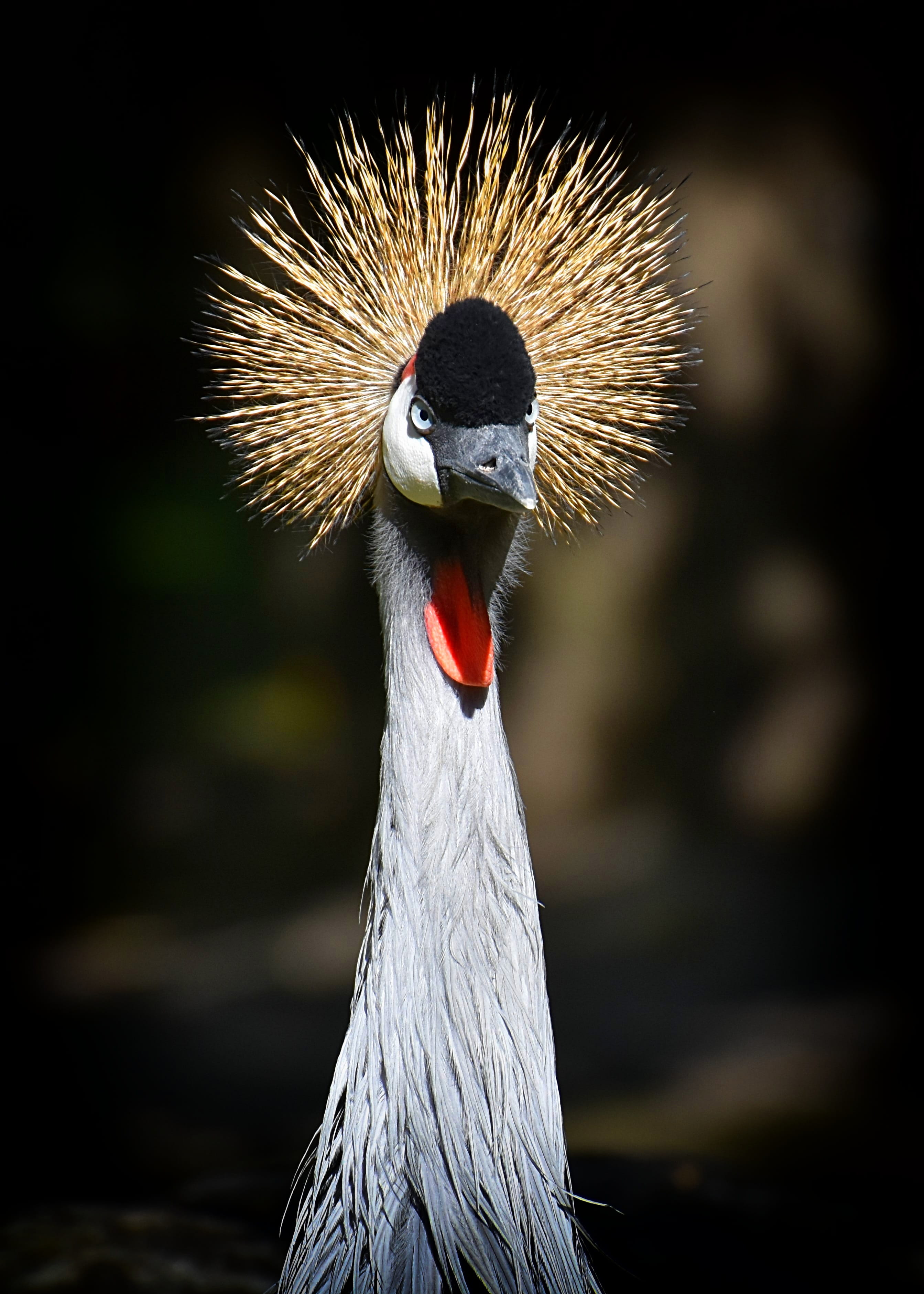 portrait, animal eye, close-up, focus on foreground, baleurica regulorum, 2K, animal body part, animal neck, colorful, crane - bird, feather, animal wildlife, Phone HD Wallpaper