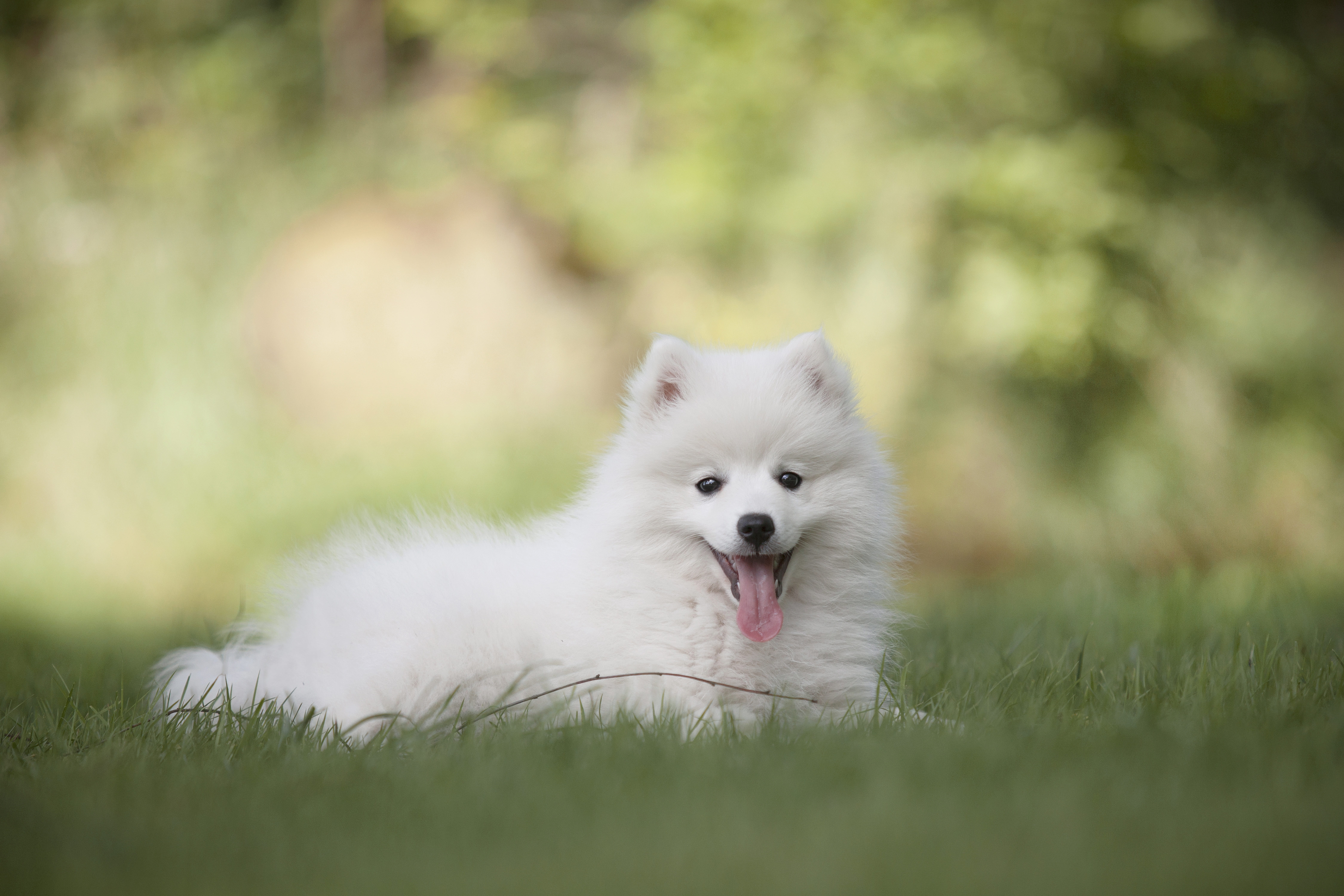 animal themes, posing, her, small, love, lovely, pets, outdoors, adult, mammal, plant, grass, young, animal head, sweet, one animal, eyelets, day, size, HD Wallpaper