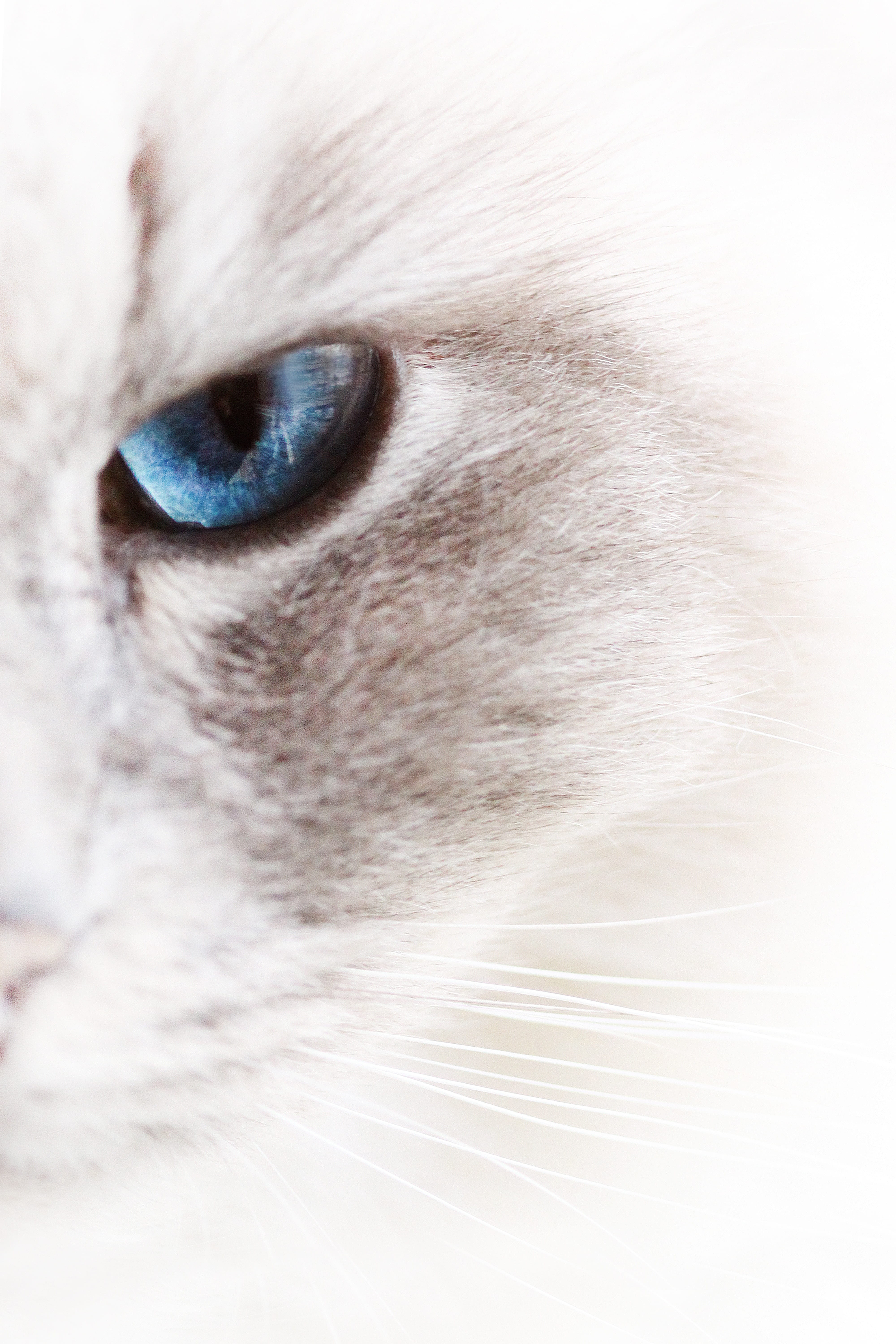 blue eyes, one animal, pets, coat, mammal, fauna, close-up, penetrating, animals, animal hair, animal body part, no people, domestic, cats, soft, white, Phone HD Wallpaper