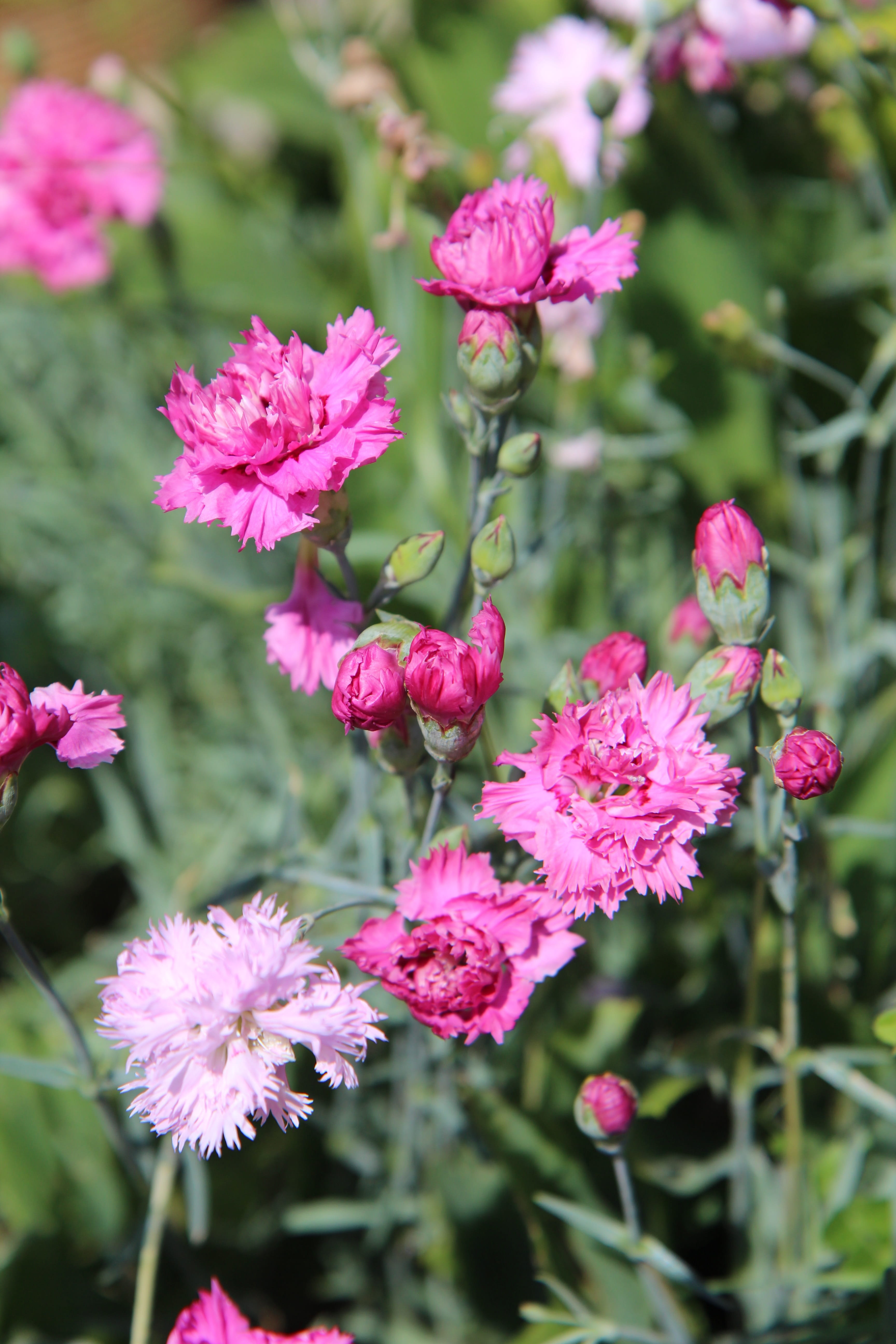 carnation pink, purple, pink color, close-up, growth, petal, inflorescence, 5K, eyelets pink, no people, outdoors, beauty in nature, freshness, flower, Phone HD Wallpaper
