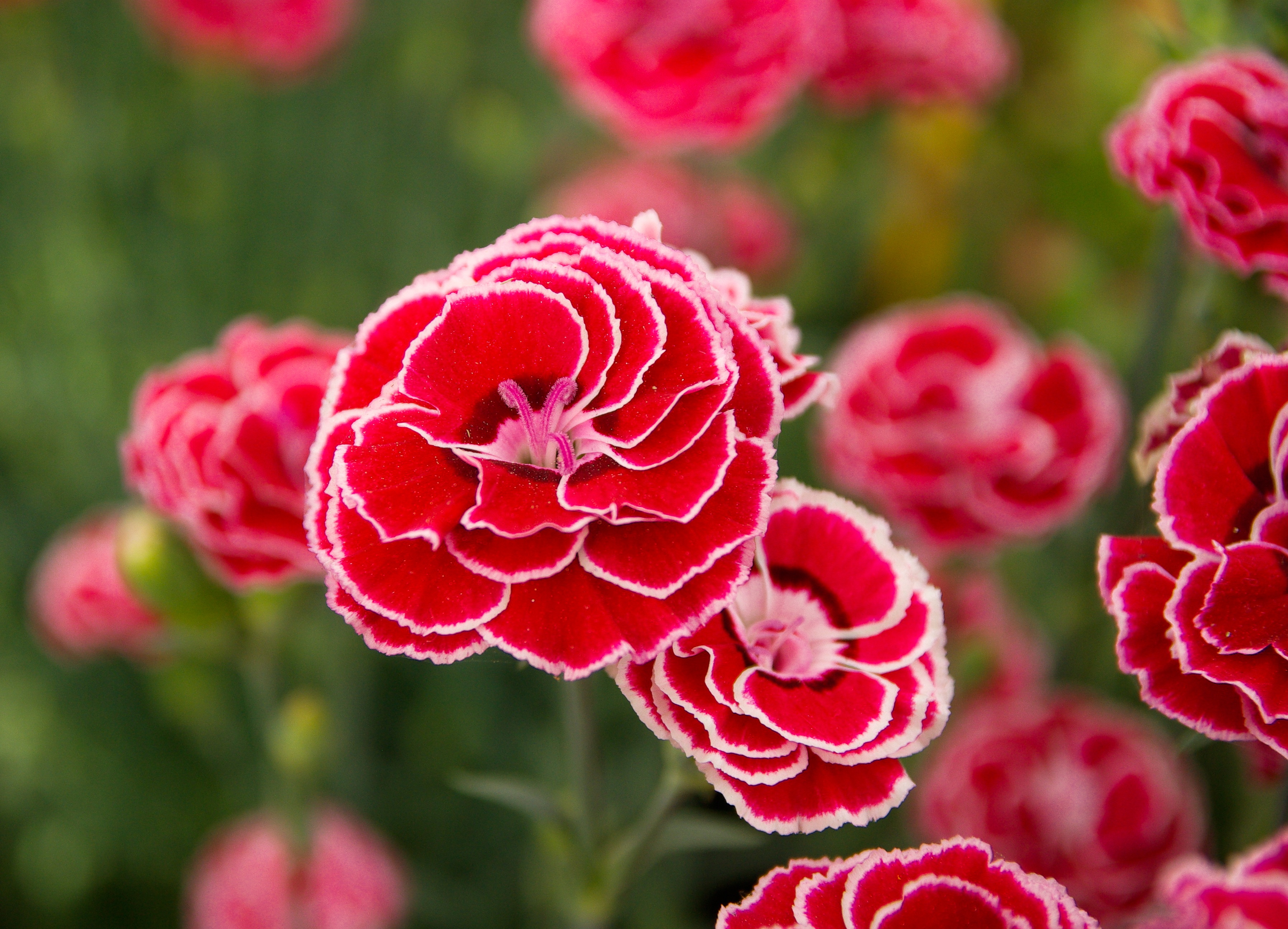 flowering plant, plant, focus on foreground, 2K, petals, freshness, day, vulnerability, petal, growth, flower head, springtime, eyelets, leaf, beauty in nature, HD Wallpaper