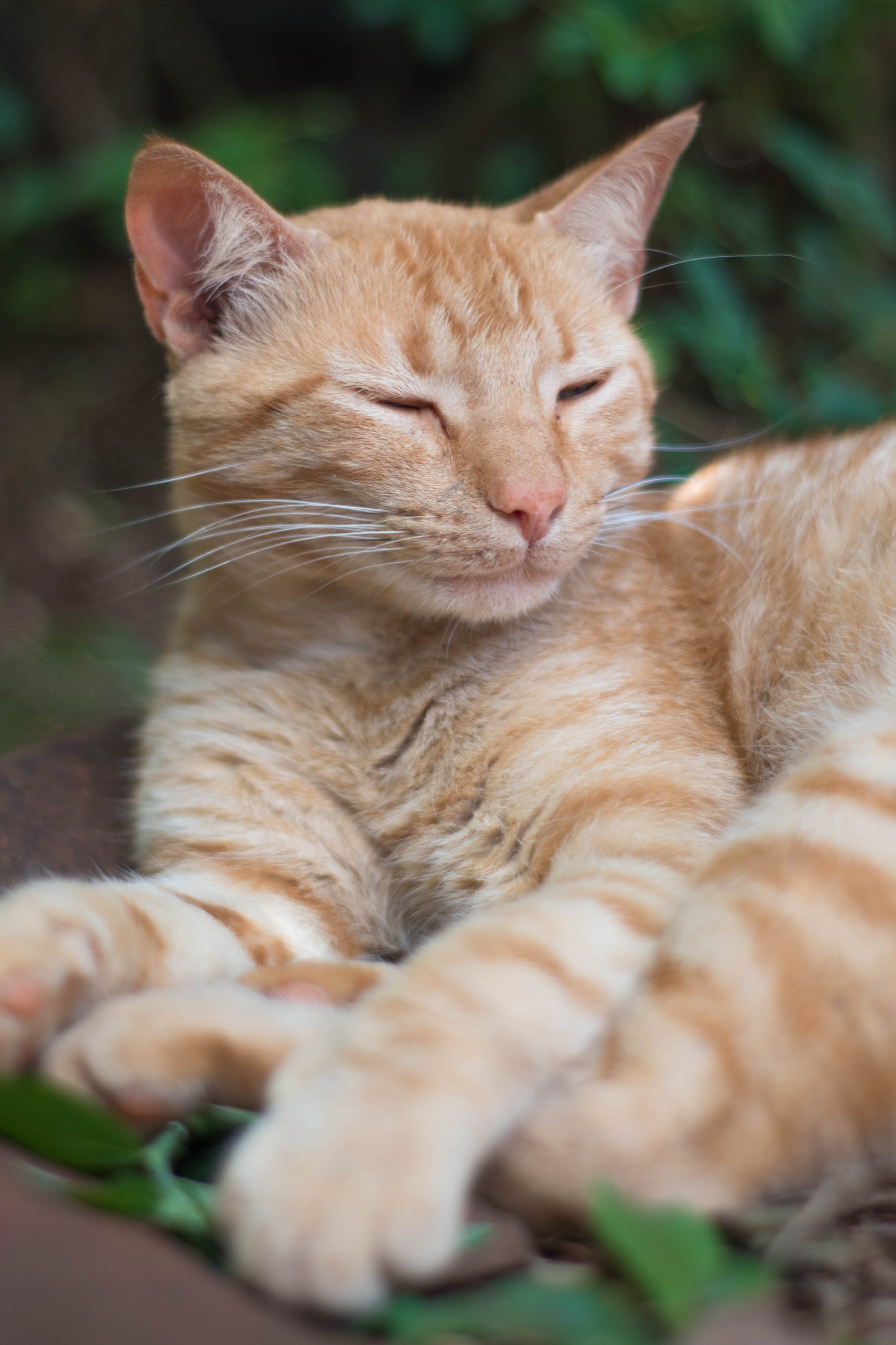 vertebrate, animal themes, no people, ginger cat, nat, skin, animals, animal head, cute, whisker, domestic cat, cat, whiskers, 4K, eye, domestic, Phone HD Wallpaper