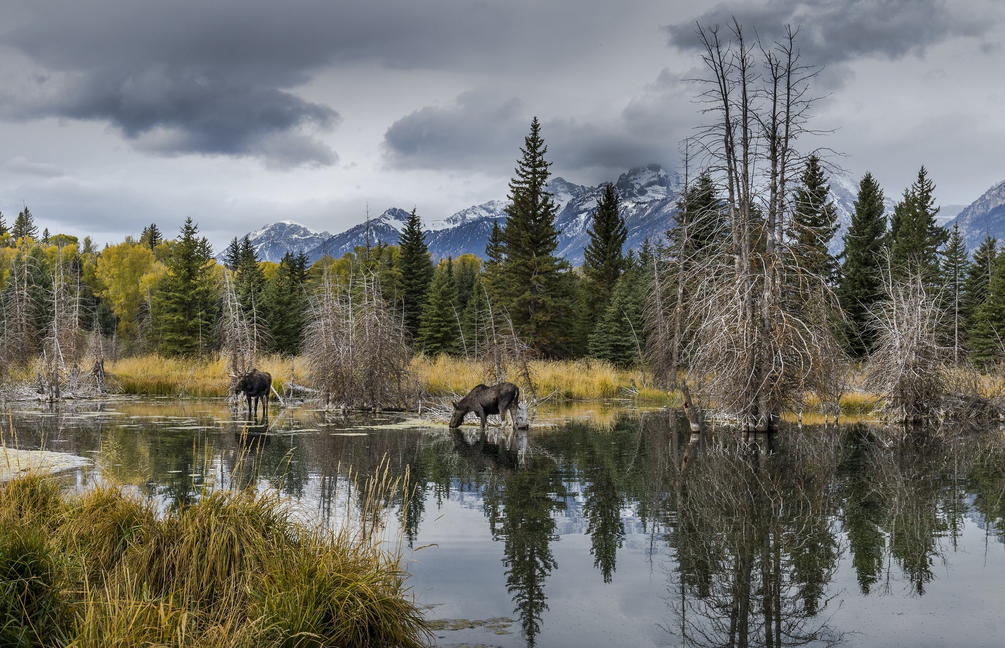 Grand Tetons Nat. Park, Wyoming, 1080P, landscape, moose, HD Wallpaper