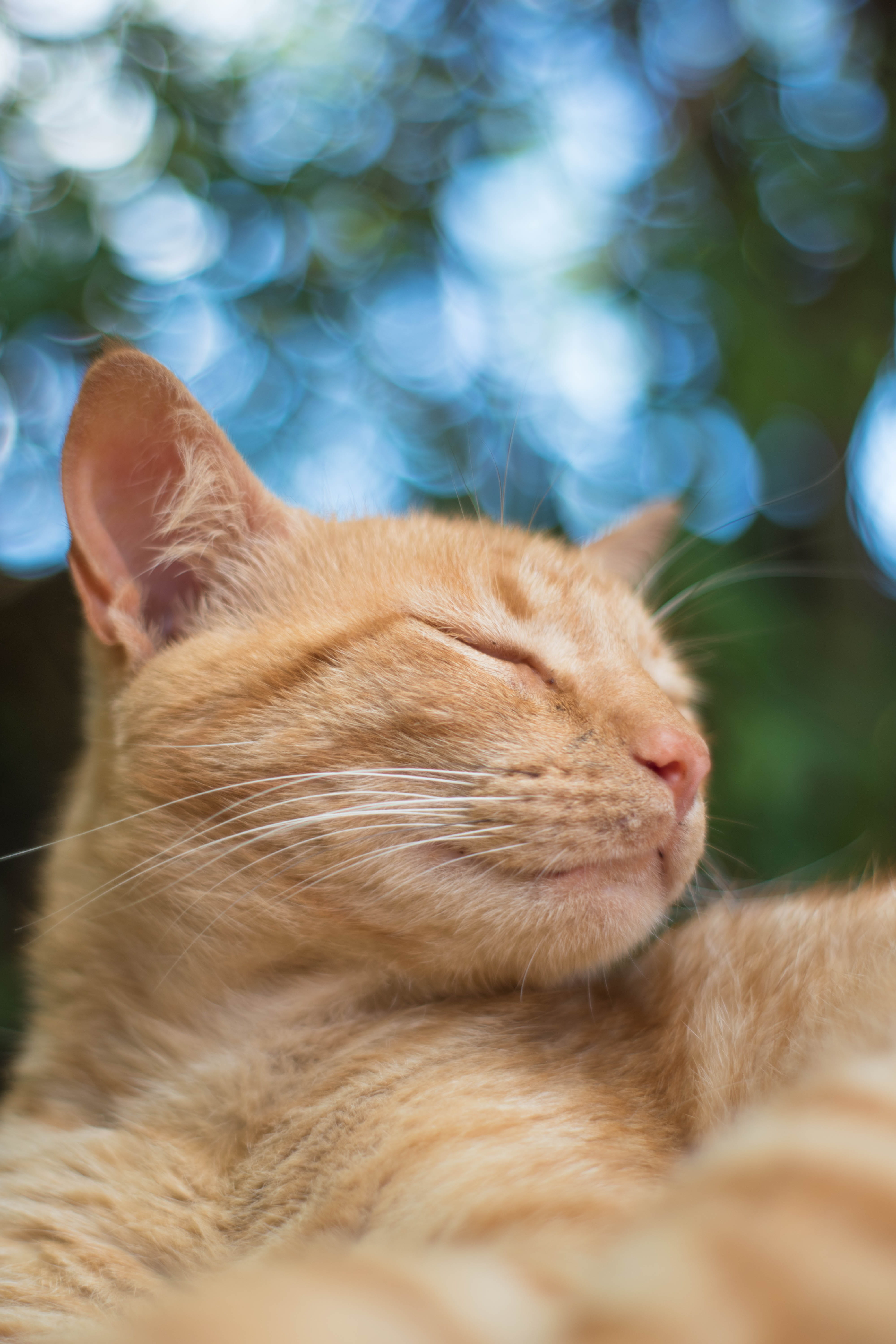 pet, animals, animal head, portrait, animal, skin, looking at, no people, animal body part, look, whisker, ginger cat, napping, cat, domestic, mammals, Phone HD Wallpaper