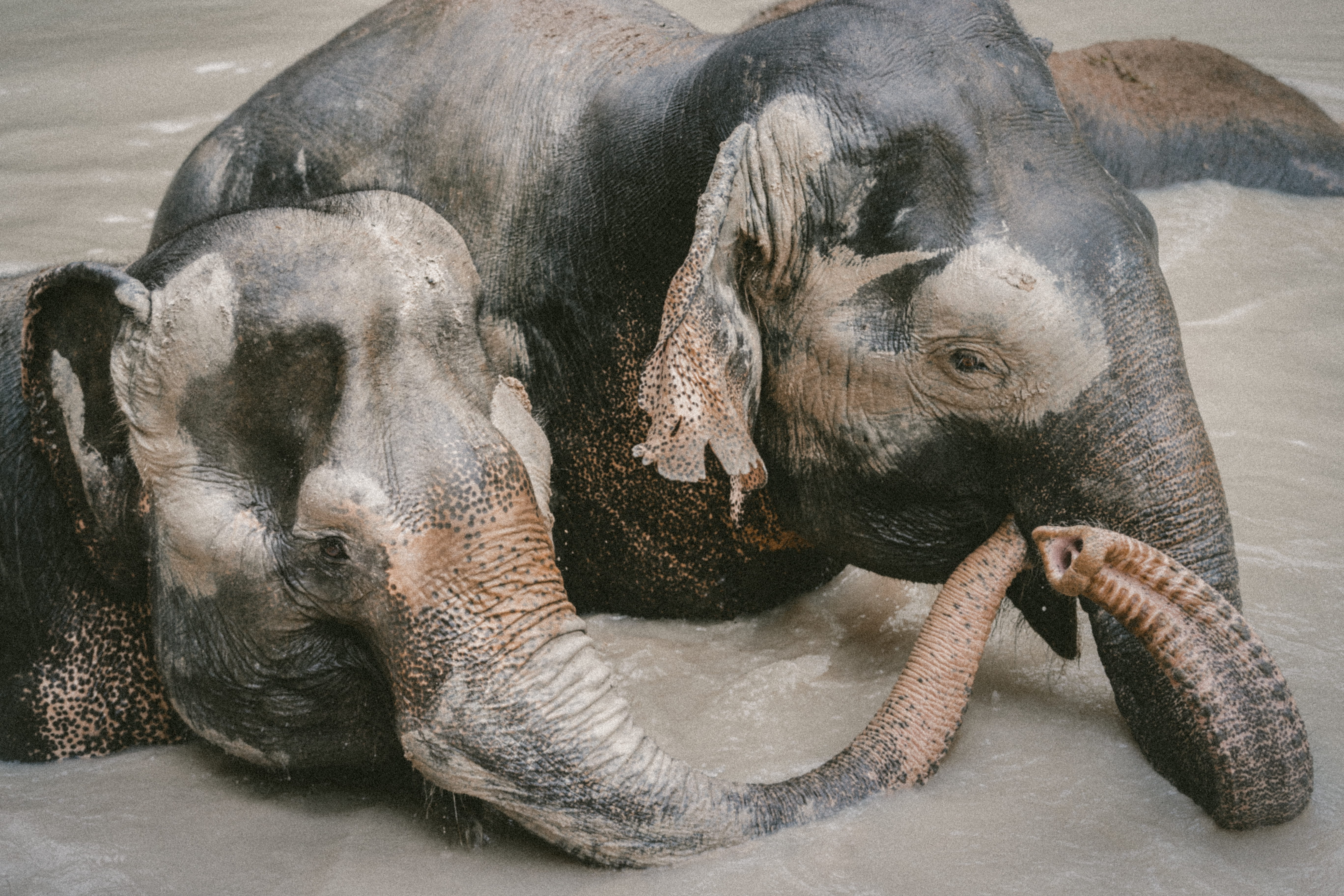 two animals, water, animals in the wild, day, camera gear, herbivorous, nature, indian elephant, adventure, animal body part, national geographic, animal themes, HD Wallpaper