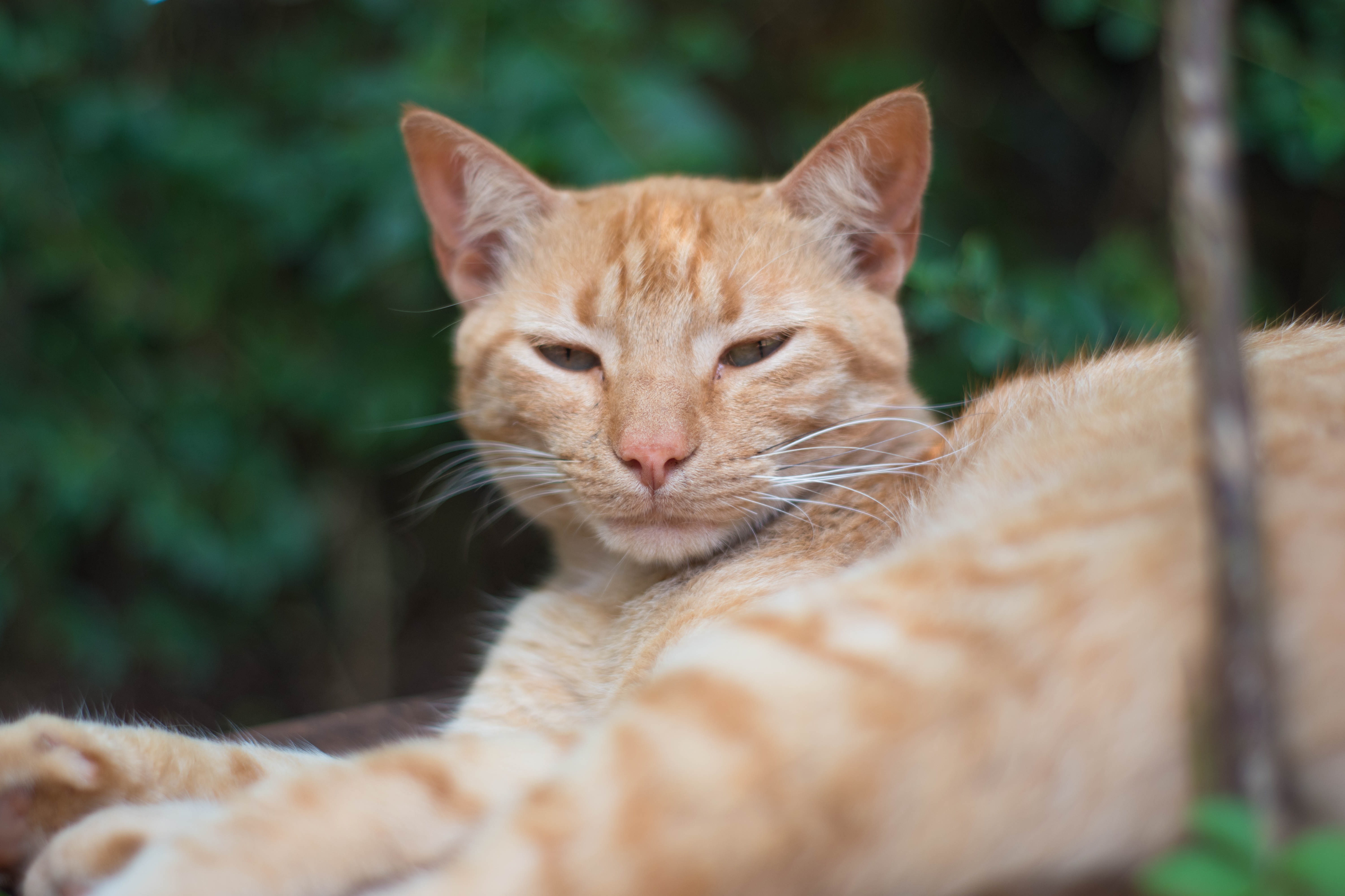 eye, kitten, tabby, nature, feline, pets, ginger cat, no people, animal, look, relaxation, pet, skin, animal head, cat, vertebrate, domestic, mammals, day, HD Wallpaper