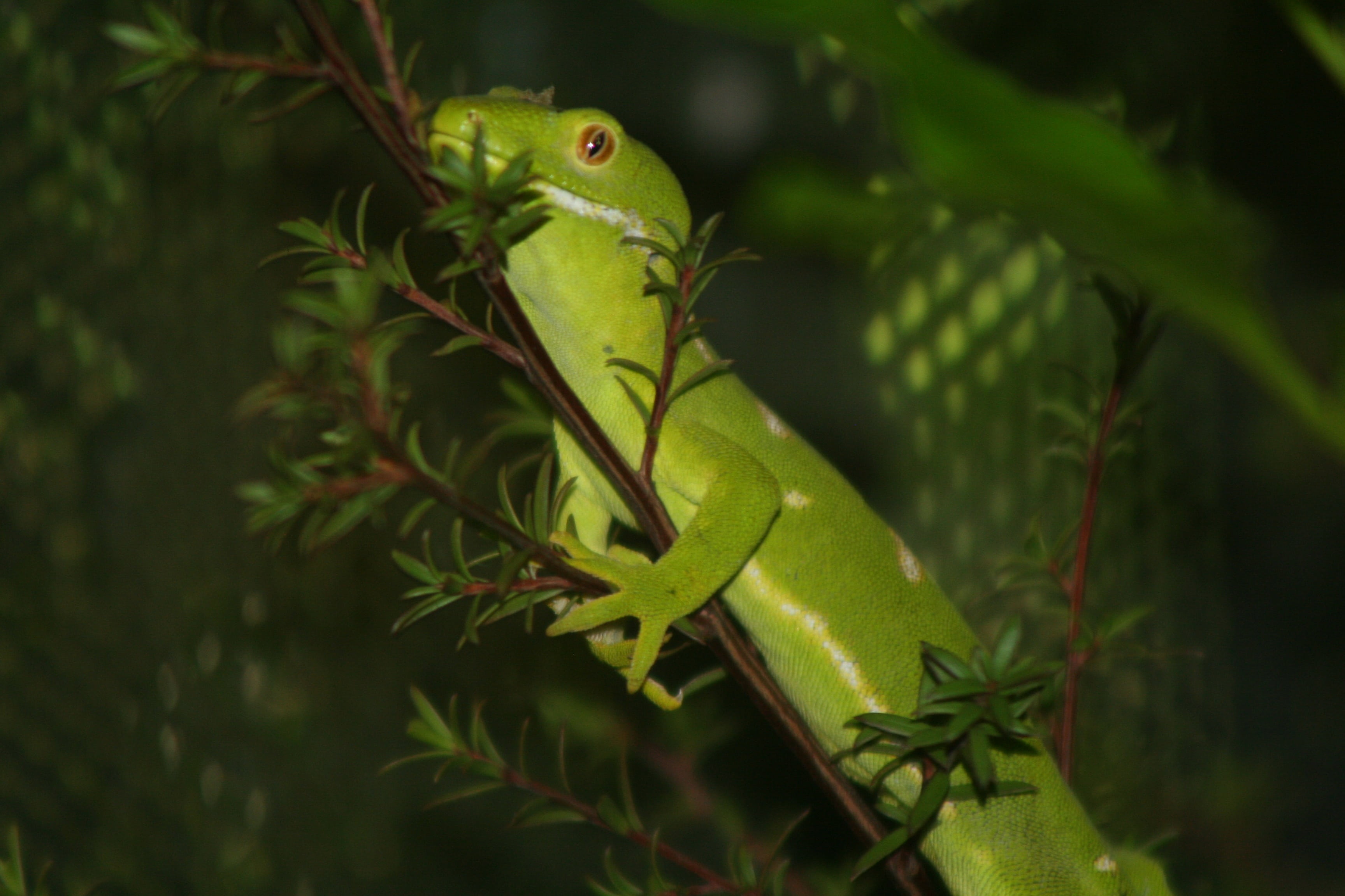 reptile, plant part, tropical, day, focus on foreground, growth, nat, animals in the wild, iguana, wildlife, 2K, vertebrate, colorful, animal, one animal, HD Wallpaper