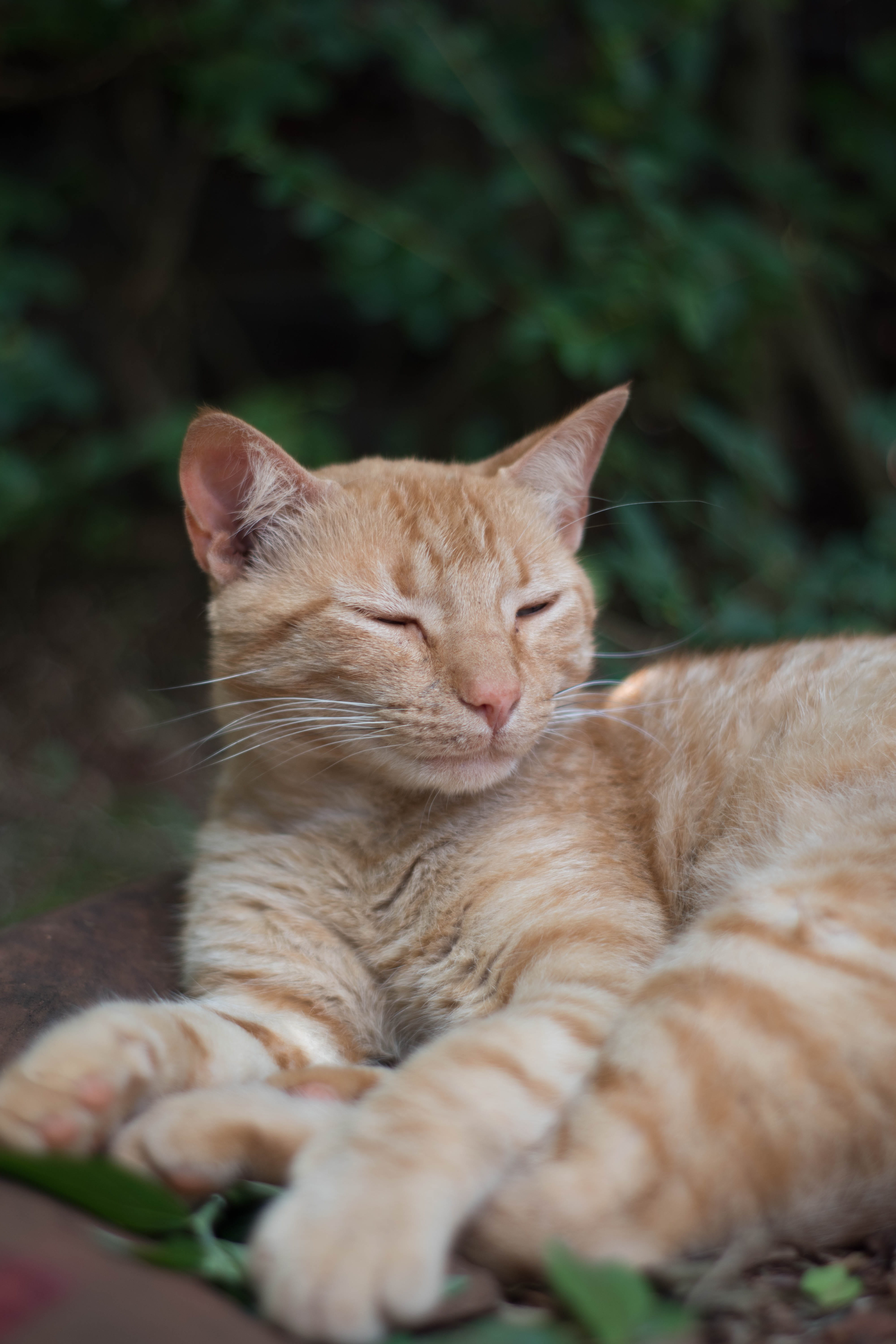  resting, skin, pets, kitten, nat, relaxation, 5K, cat, no people, whiskers, looking at, moustache, look, one animal, portrait, pet, vertebrate, Phone HD Wallpaper