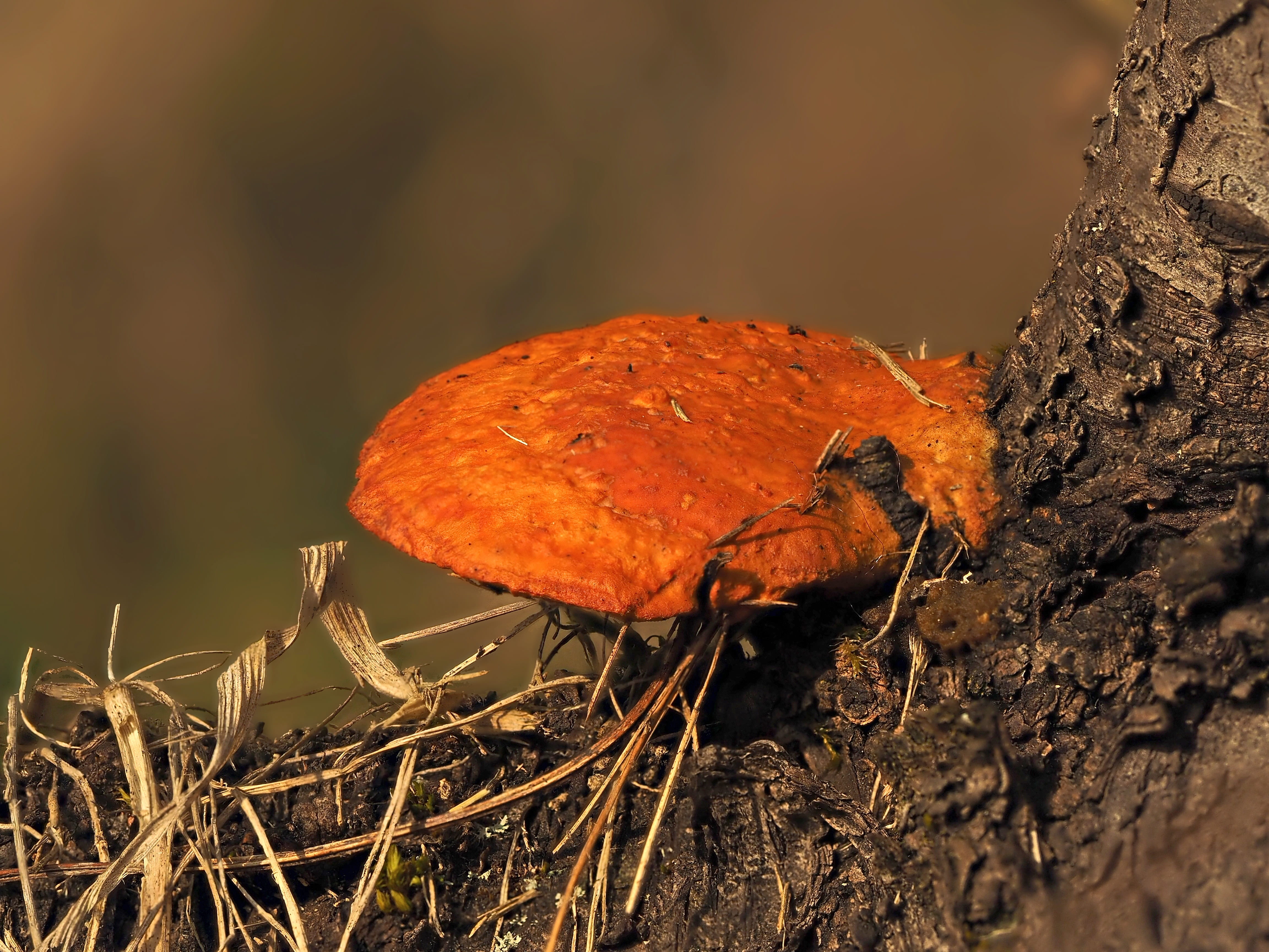 Plant, Le, animal wildlife, mushroom, no people, close-up, growth, fungus, nat, outdoors, vegetable, focus on foreground, brown, 4K, orange color, food, HD Wallpaper