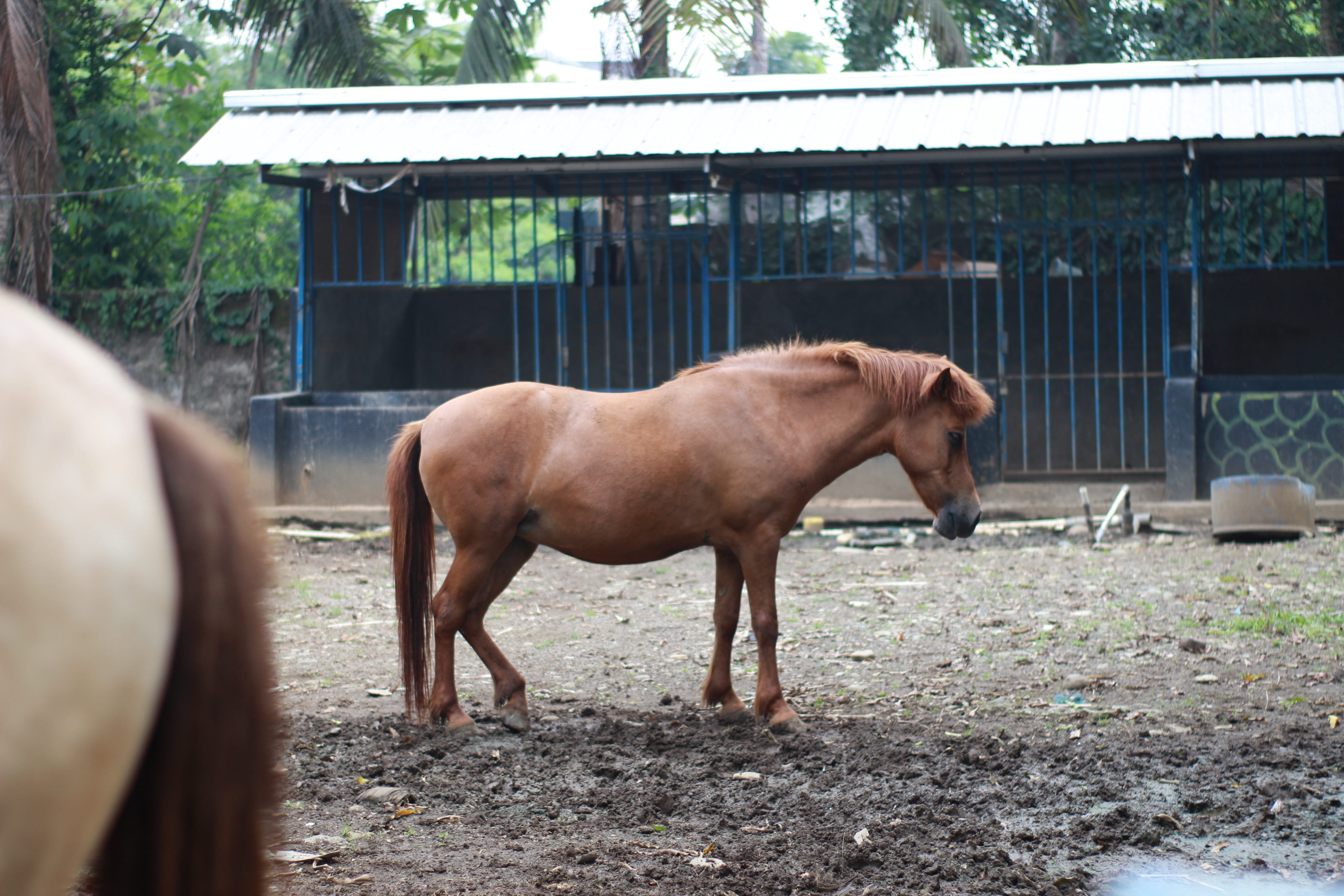 horse, livestock, animal, planet animals, day, geo wild, park, no people, mammal, landscape, pets, natural, wilderness, outdoors, barrier, habitat, herbivorous, HD Wallpaper