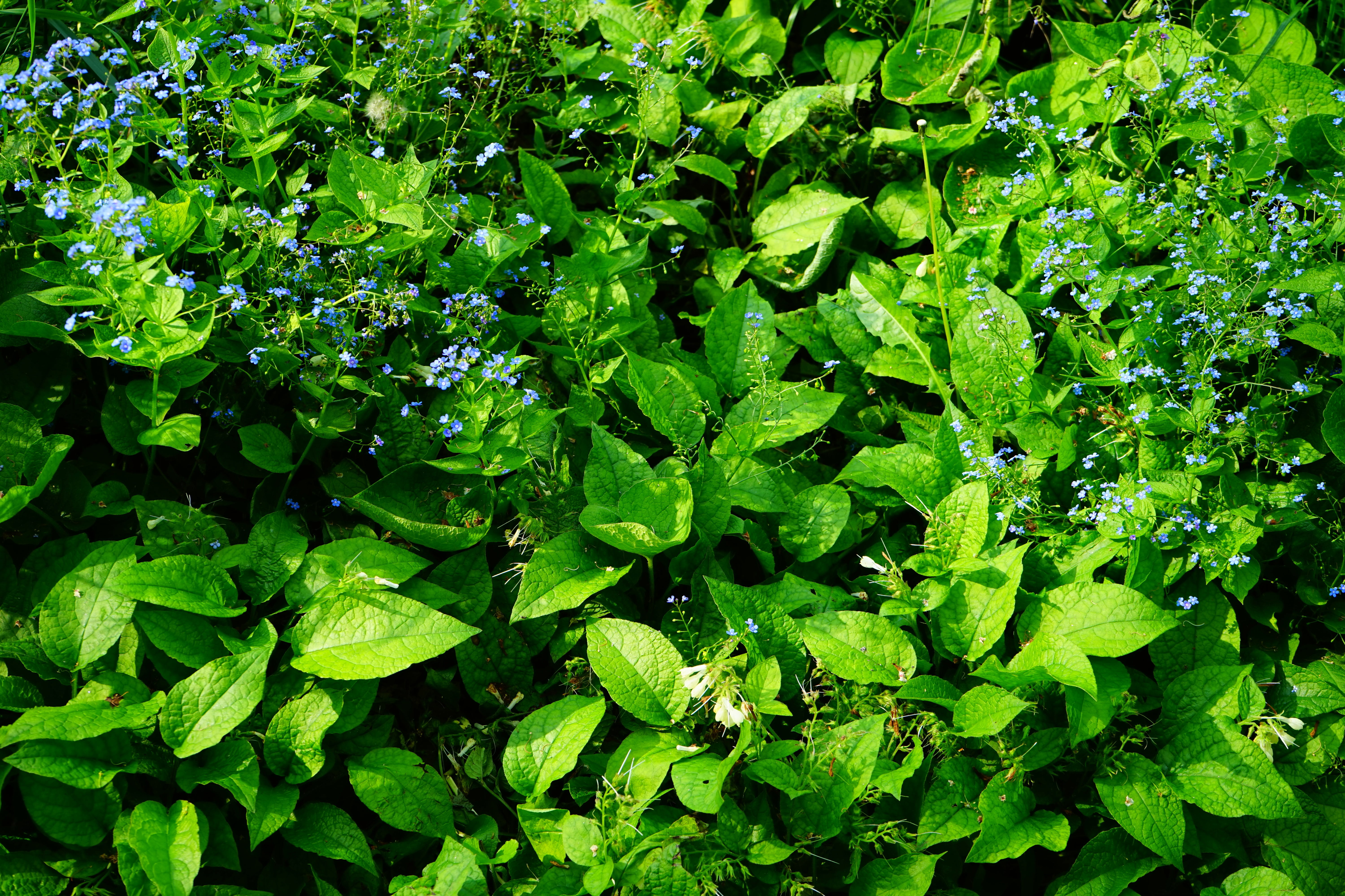 clover, caucasus forget-me-not, thong, true leaves, ruffled, no people, freshness, water, brunnera, kraus, brunnera macrophylla, full frame, blossom, rau, HD Wallpaper