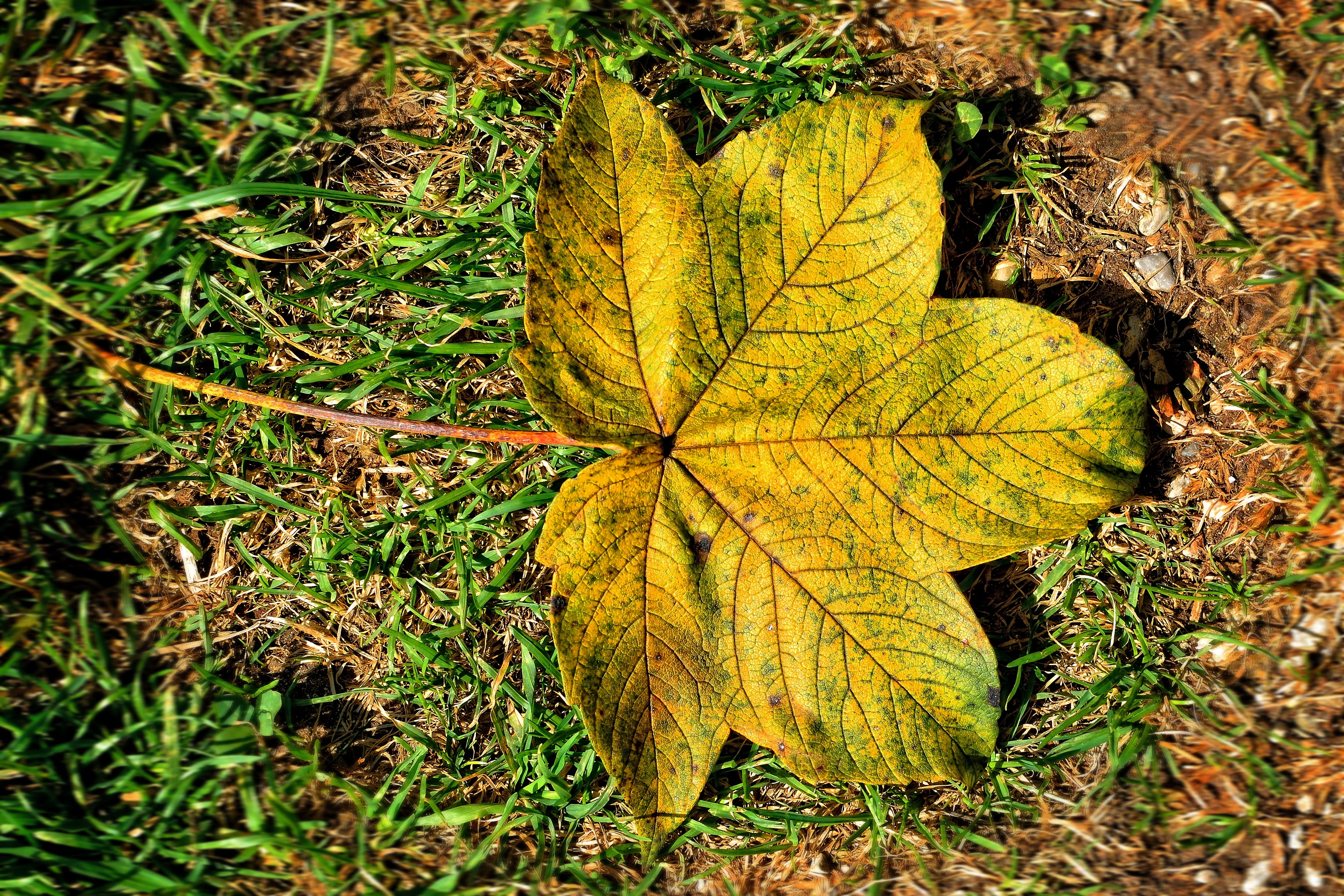 change, autumn, maple leaf, green, growth, nature, outdoors, wrinkled, individually, plant, fallen, close-up, 4K, high angle view, day, natural condition, HD Wallpaper