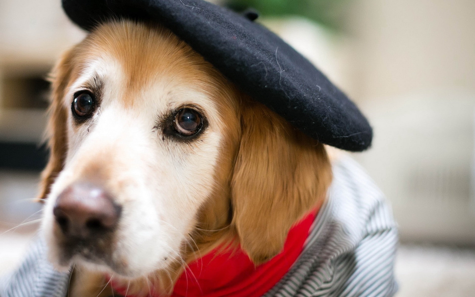 close-up, animals dog berets, animal body part, golden retriever, day, mammal, retriever, canine, one animal, pets, looking, 1080P, focus on foreground, HD Wallpaper