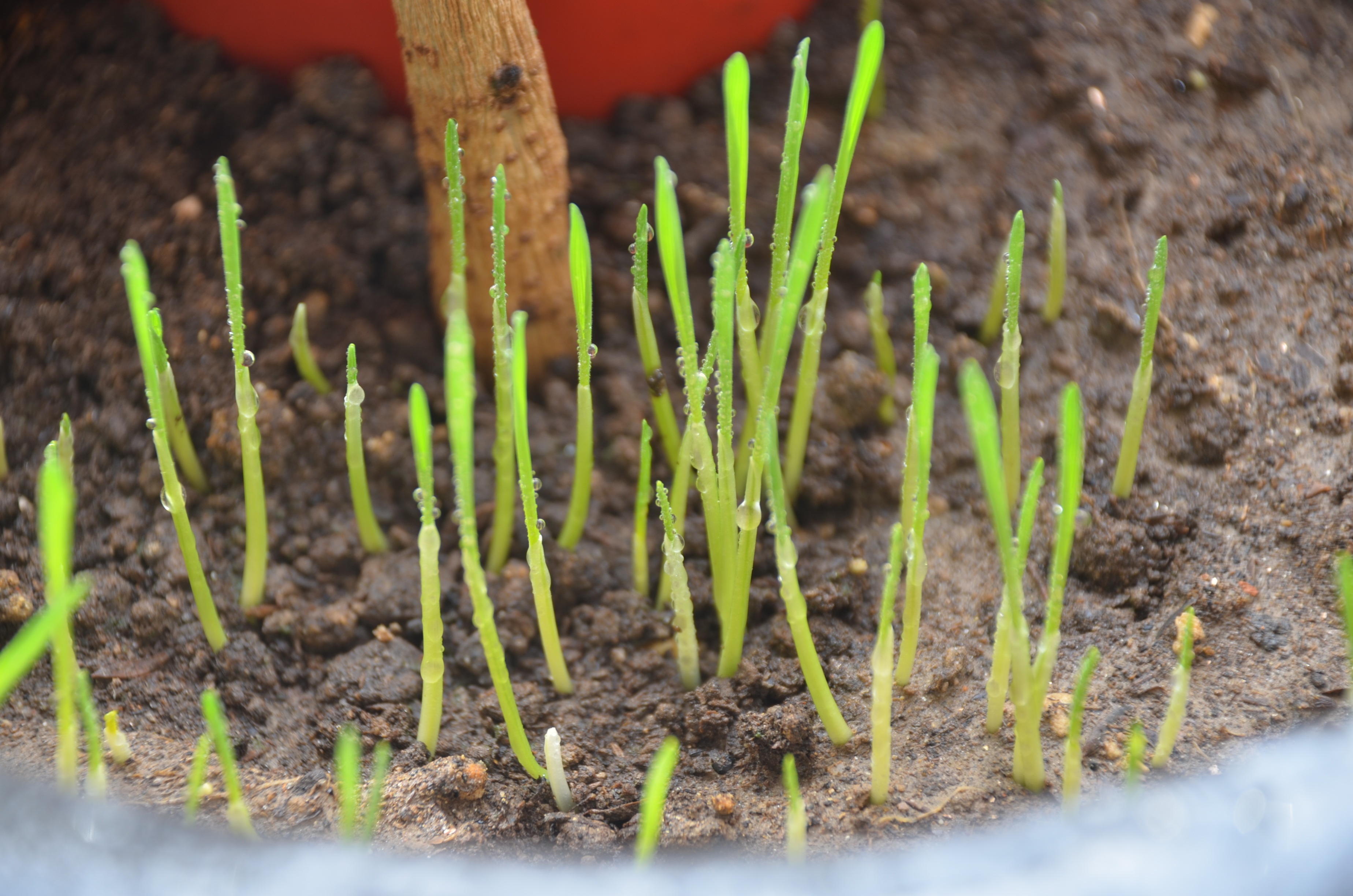 plant, mud, no people, organic, small buds, gardening, leaf, field, close-up, grounds, lively, seedling, fragility, selective focus, earth, outdoors, new life, HD Wallpaper