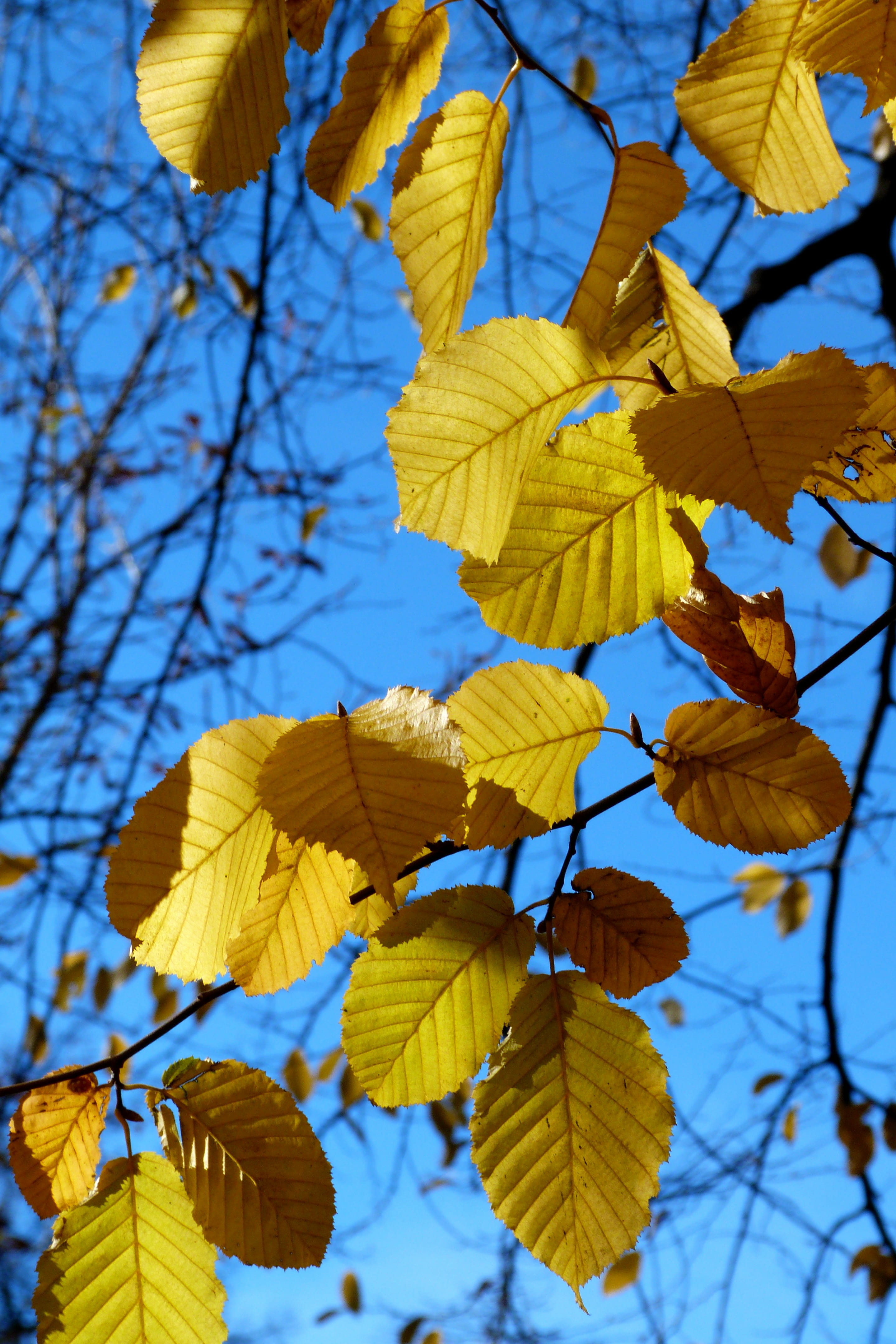 Fall, sky, green Color, blue, light, Contrast, beauty In Nature, vibrant Color, woodland, Foliage, change, lush Foliage, yellow, plant part, close-up, focus on foreground, Phone HD Wallpaper
