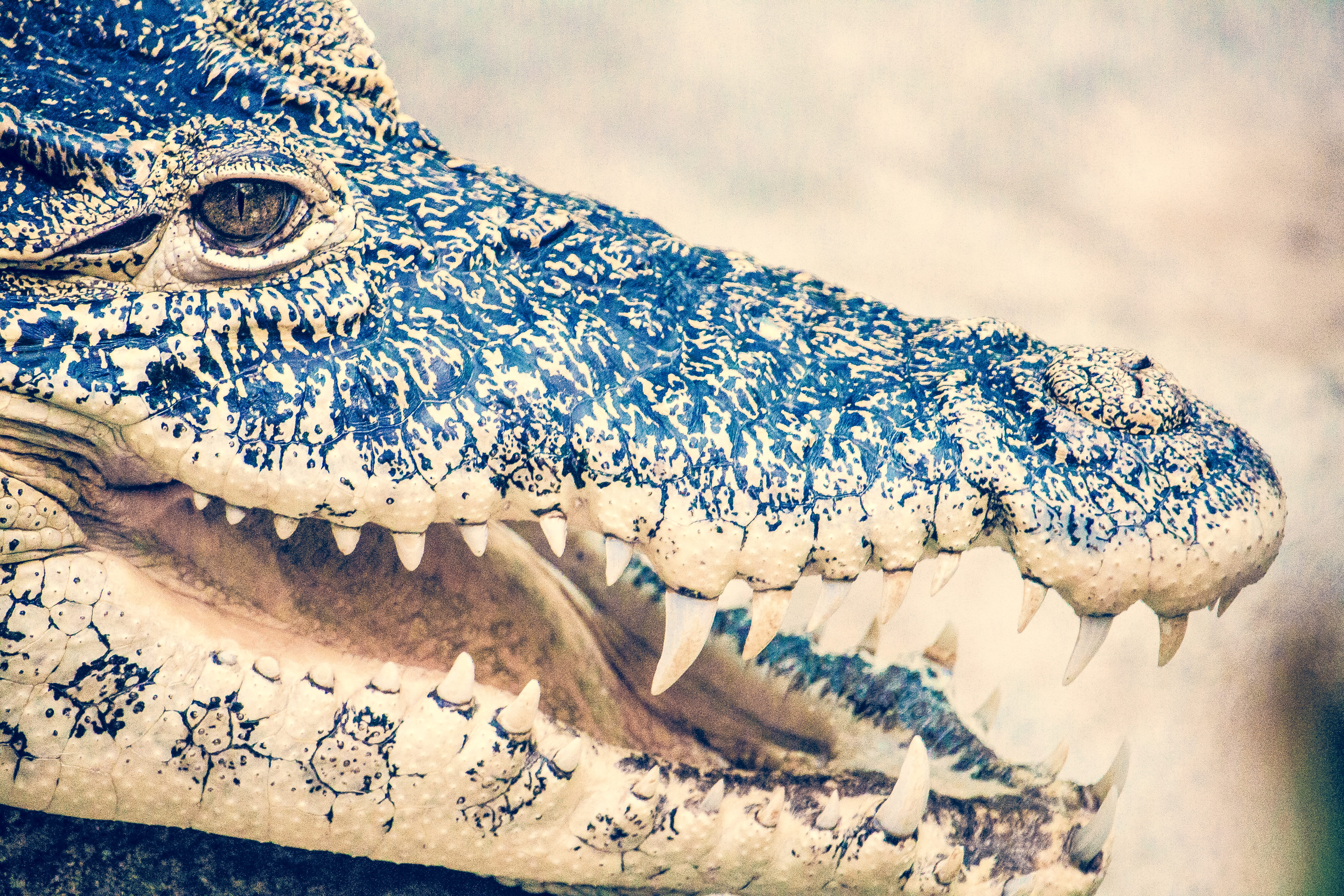 animals in the wild, sea, scales, wildlife, Crocodile, reptile, black, colors, skin, animal themes, teeth, animal head, no people, outdoors, photography, HD Wallpaper