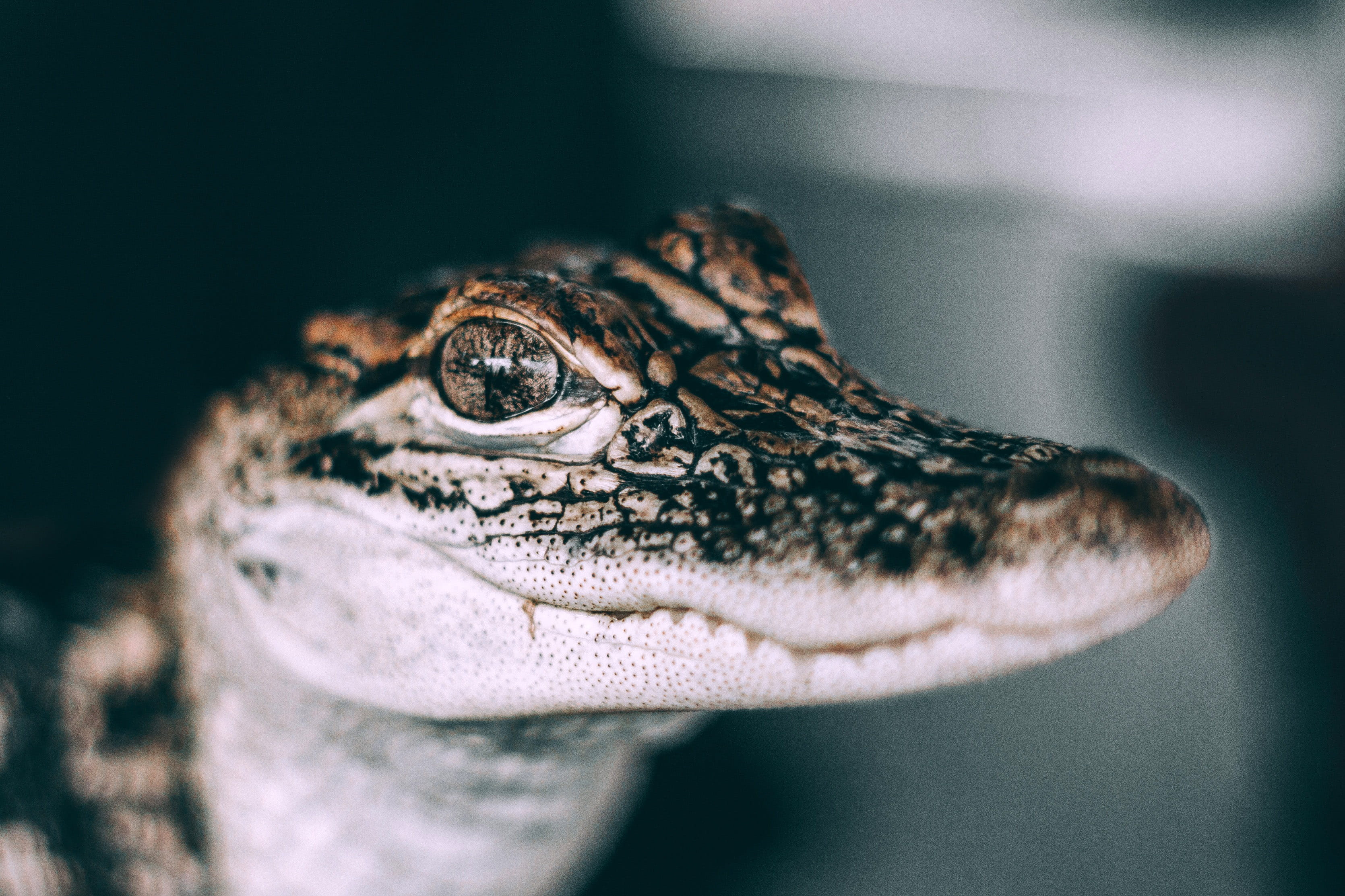 vertebrate, one animal, close-up, young animal, public domain, animal eye, wildlife, Closeup, animal, animals In The Wild, Baby, croc, animal themes, crocodile, HD Wallpaper