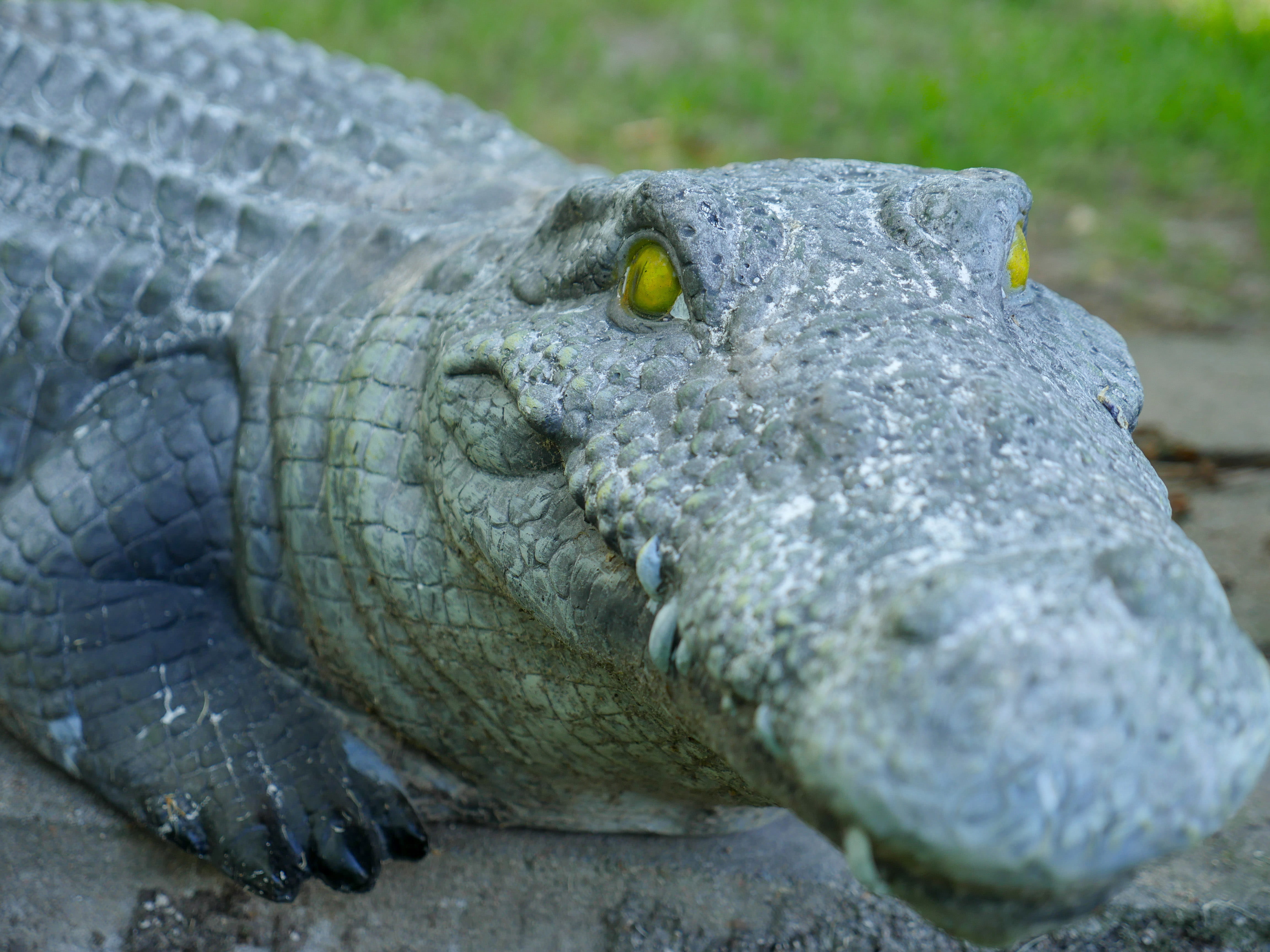 animal body part, vertebrate, eye, 4K, no people, staring, yello, one animal, grey, animals in the wild, wildlife, scary, decoration, realistic, reptile, HD Wallpaper