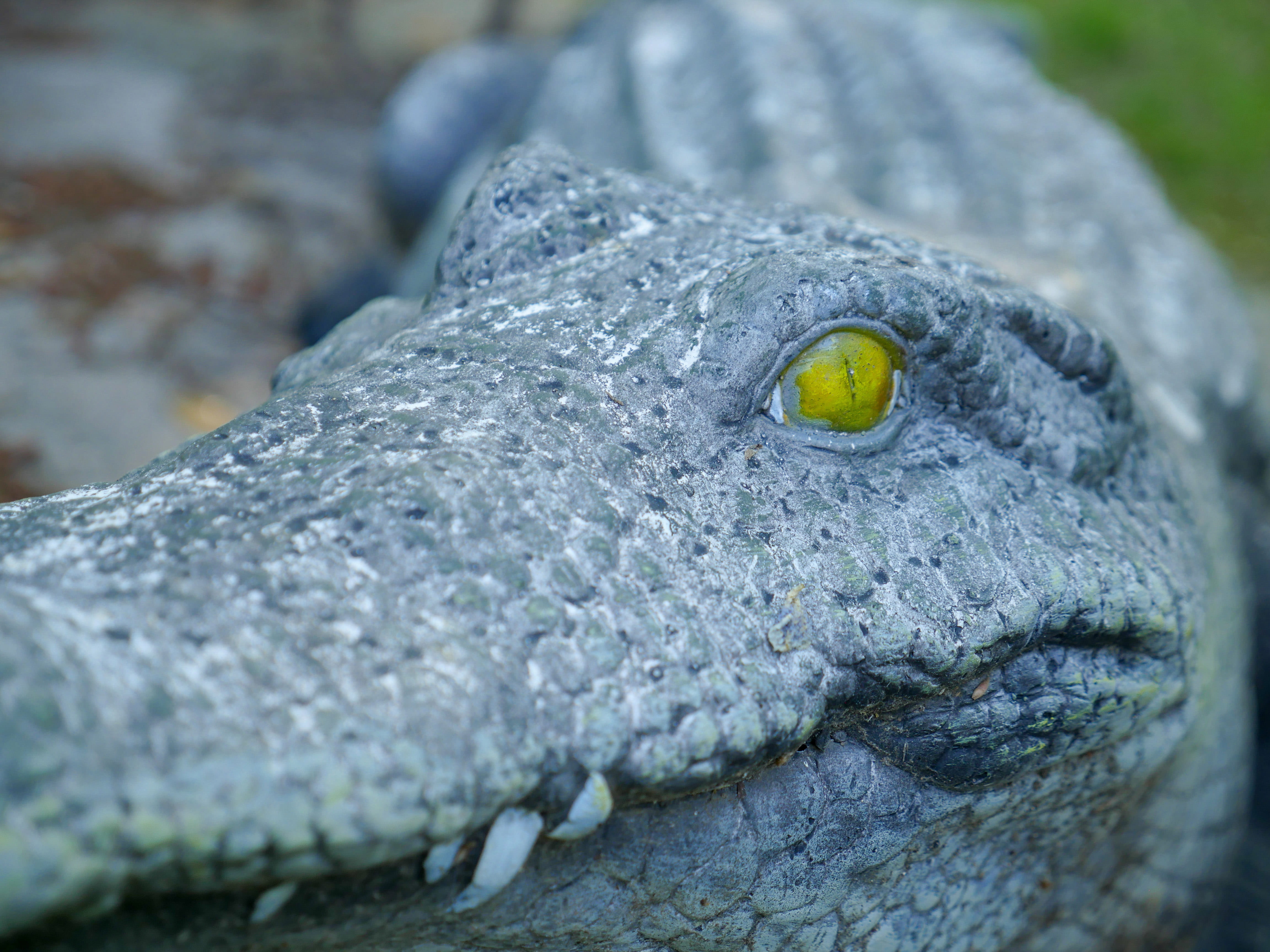 focus on foreground, animal eye, eyes, selective focus, outdoors, animals in the wild, eye, bird, close-up, staring, decoration, animal, alligator, rock, HD Wallpaper