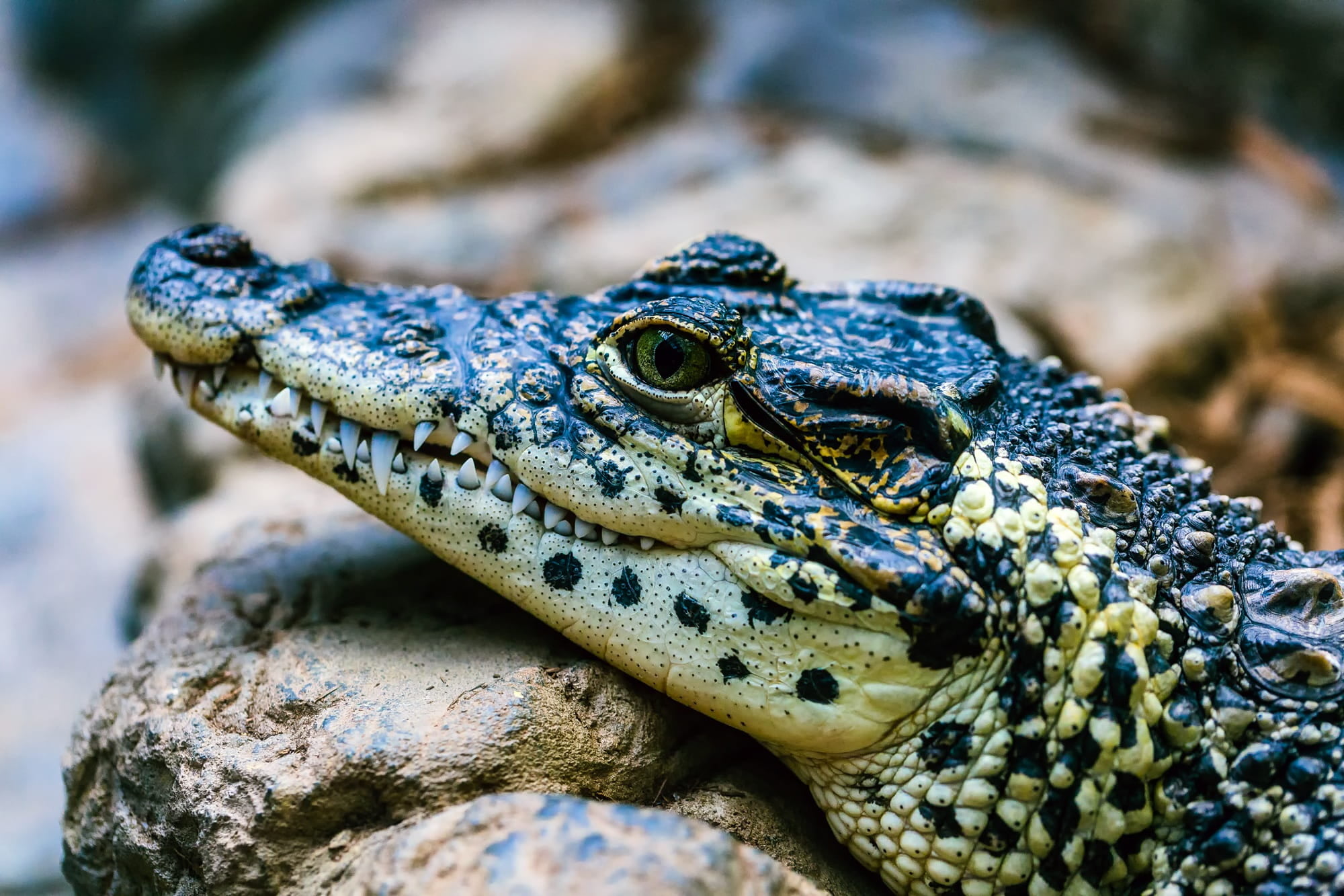outdoors, animal, day, animal head, macro, close-up, animals in the wild, alligator, nature, animal body part, animal themes, photo, one animal, wildlife, HD Wallpaper